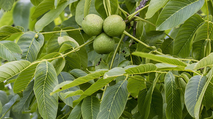 Sadnice kalemljenog oraha, dvogodisnje sadnice