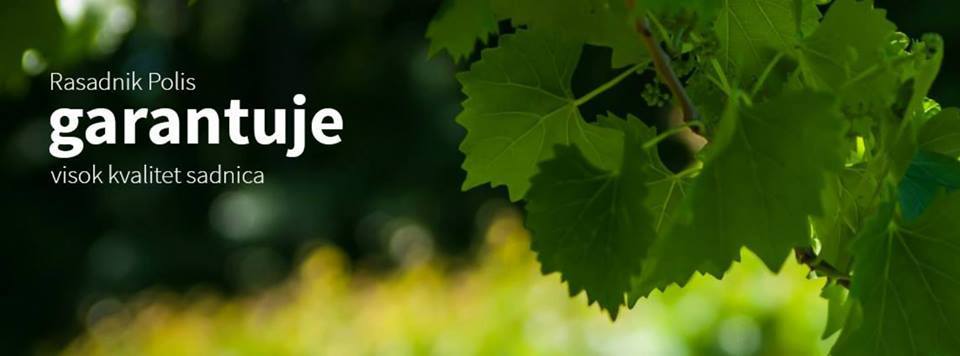 Sadnice kalemljenog oraha, dvogodisnje sadnice