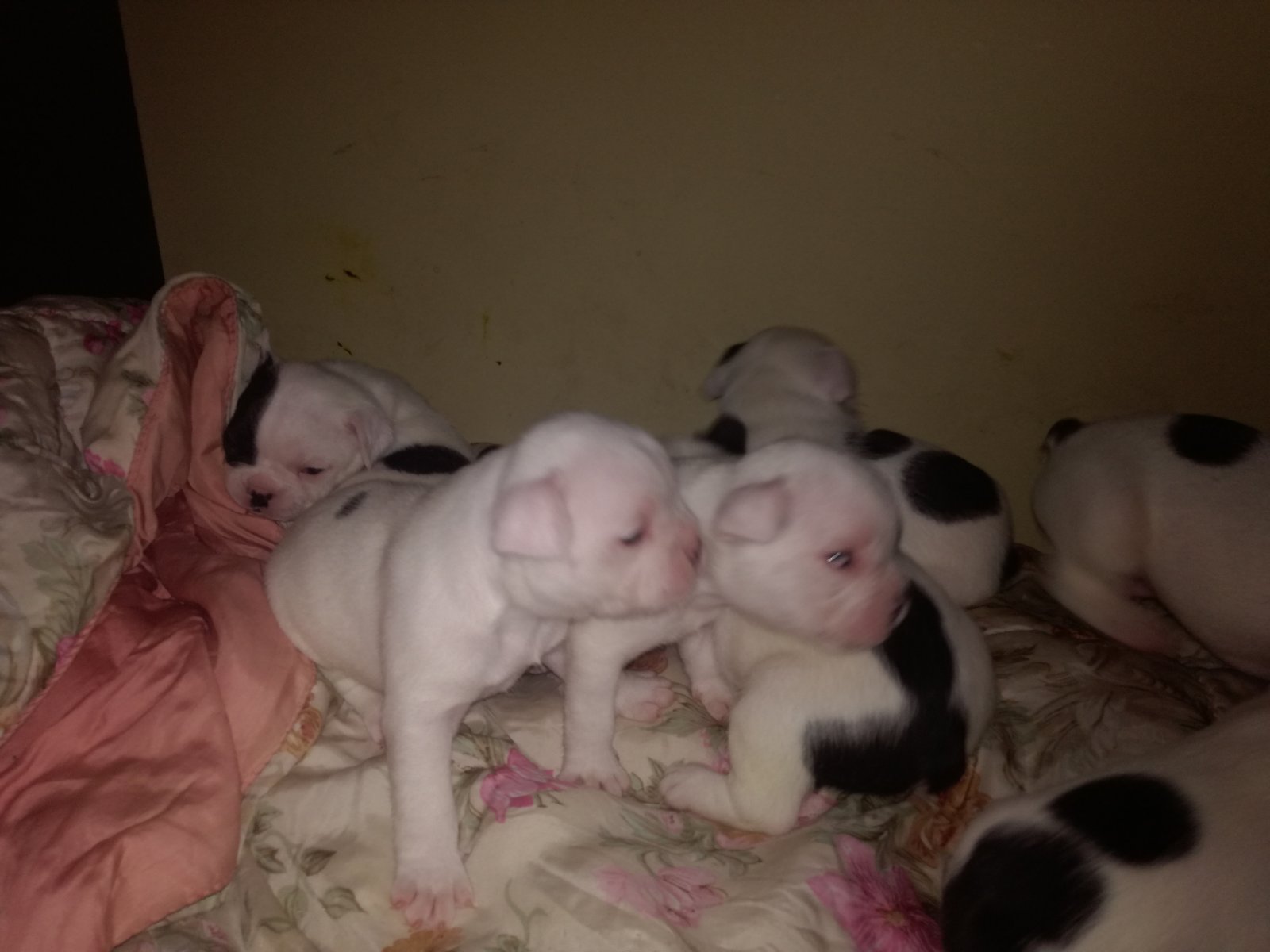 Stenci francuskog buldoga