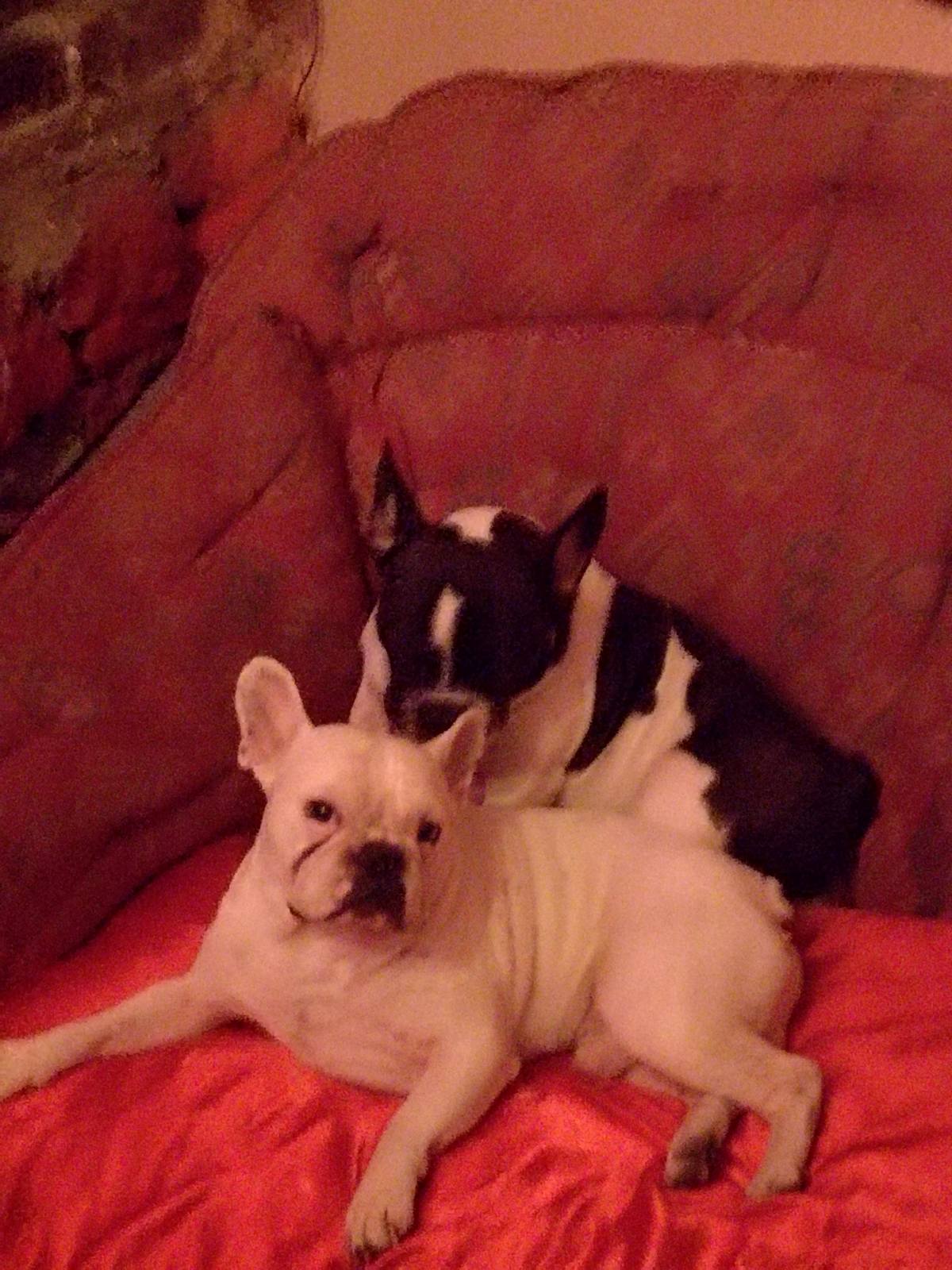 Stenci francuskog buldoga