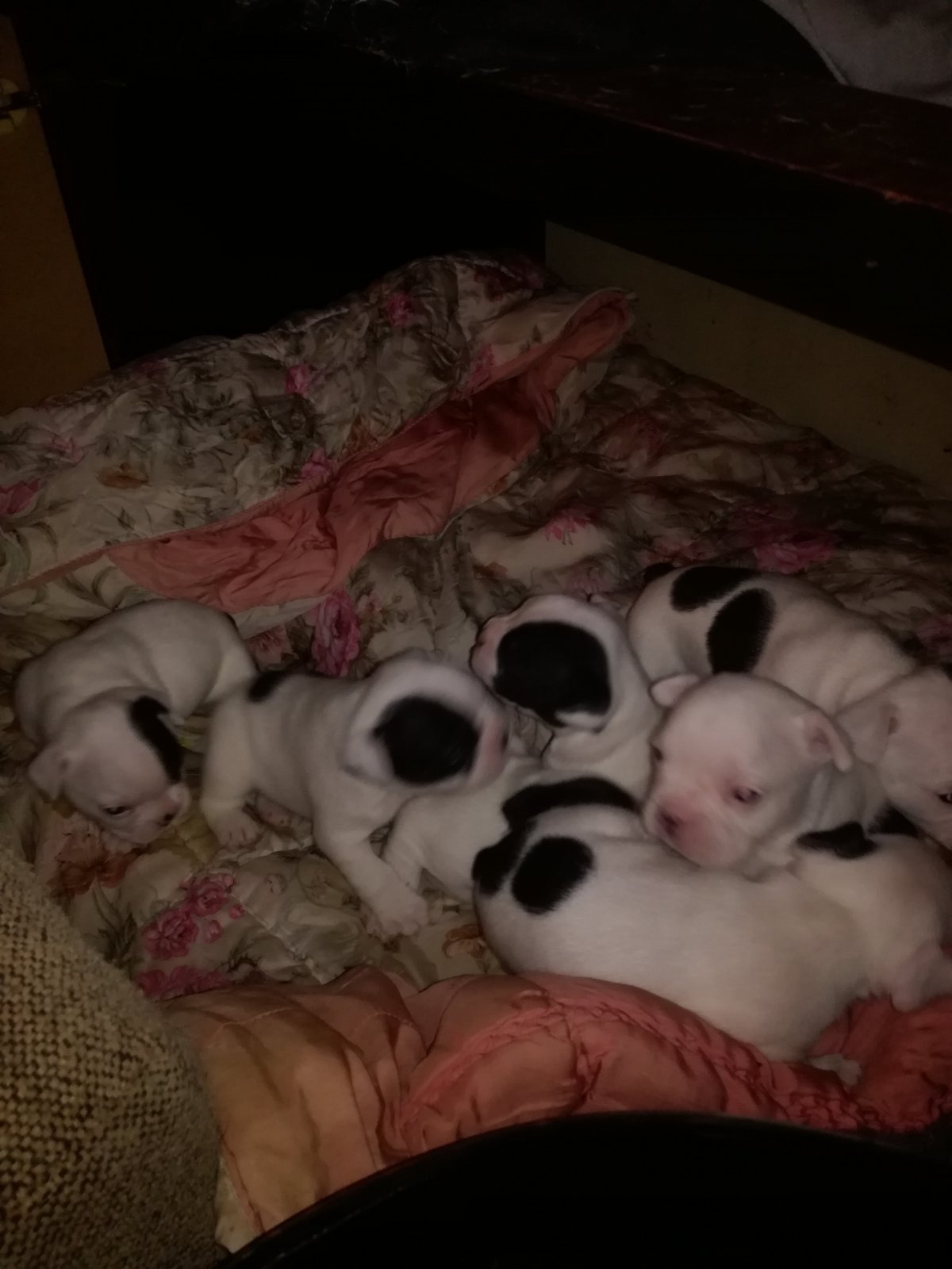 Stenci francuskog buldoga