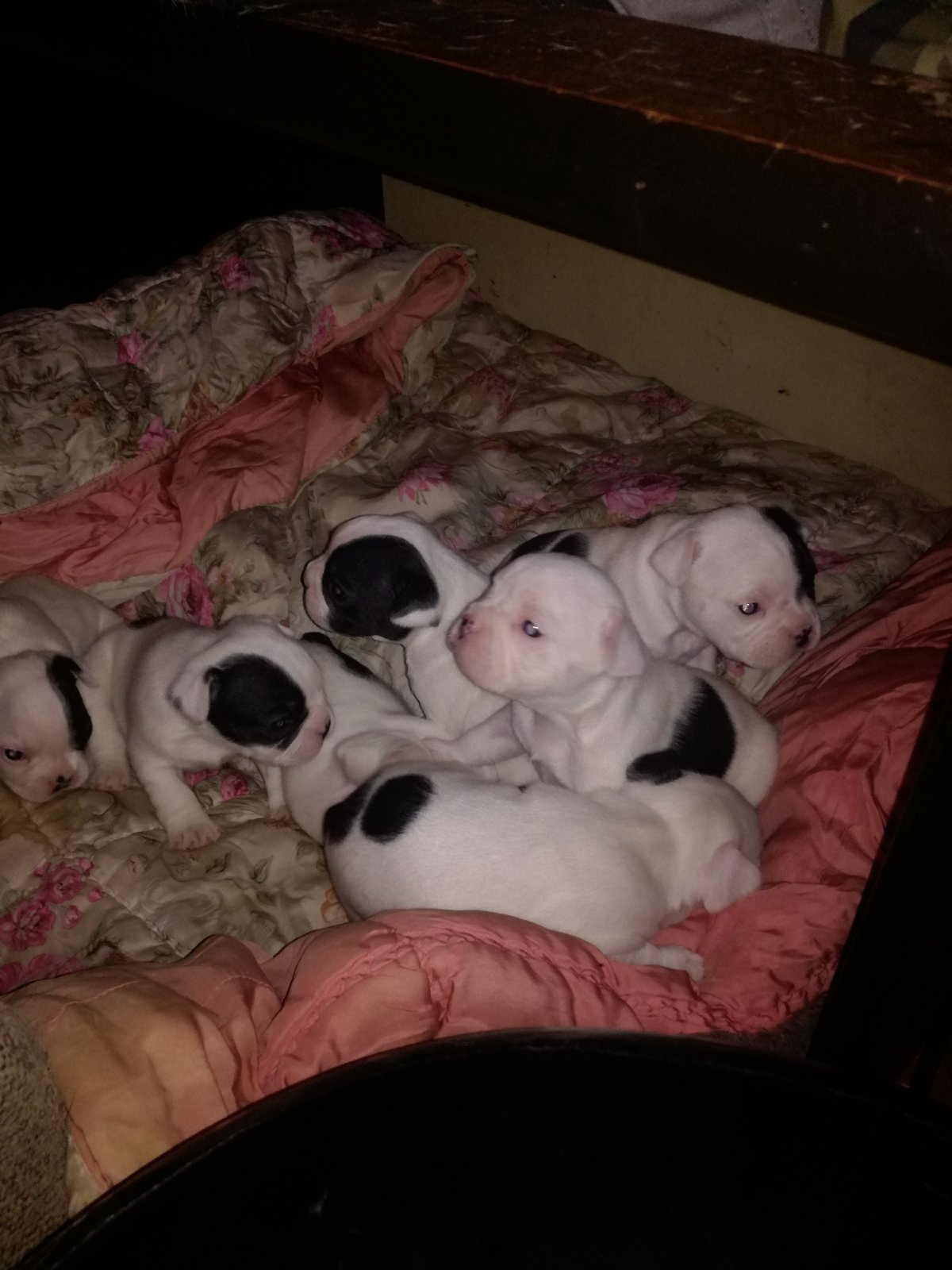 Stenci francuskog buldoga