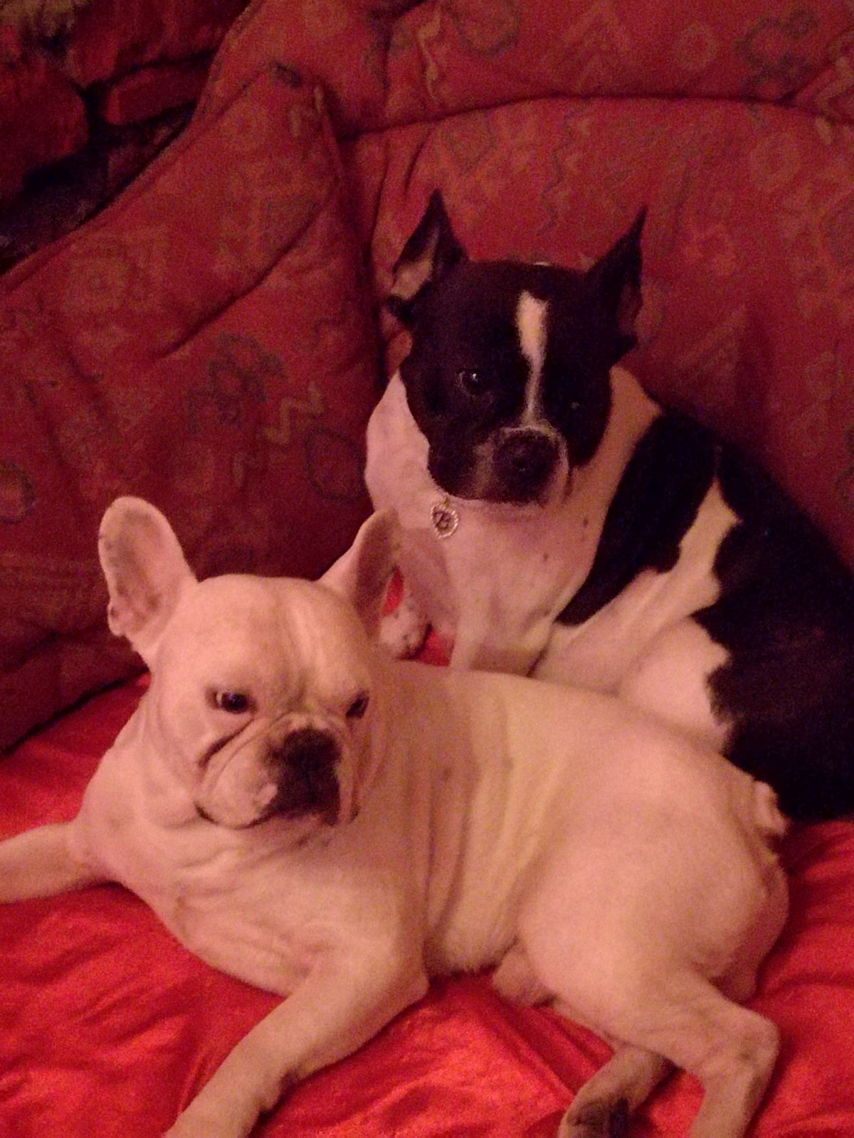 Stenci francuskog buldoga