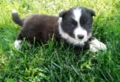 Stenci Border collie