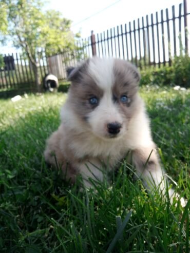 Stenci Border collie