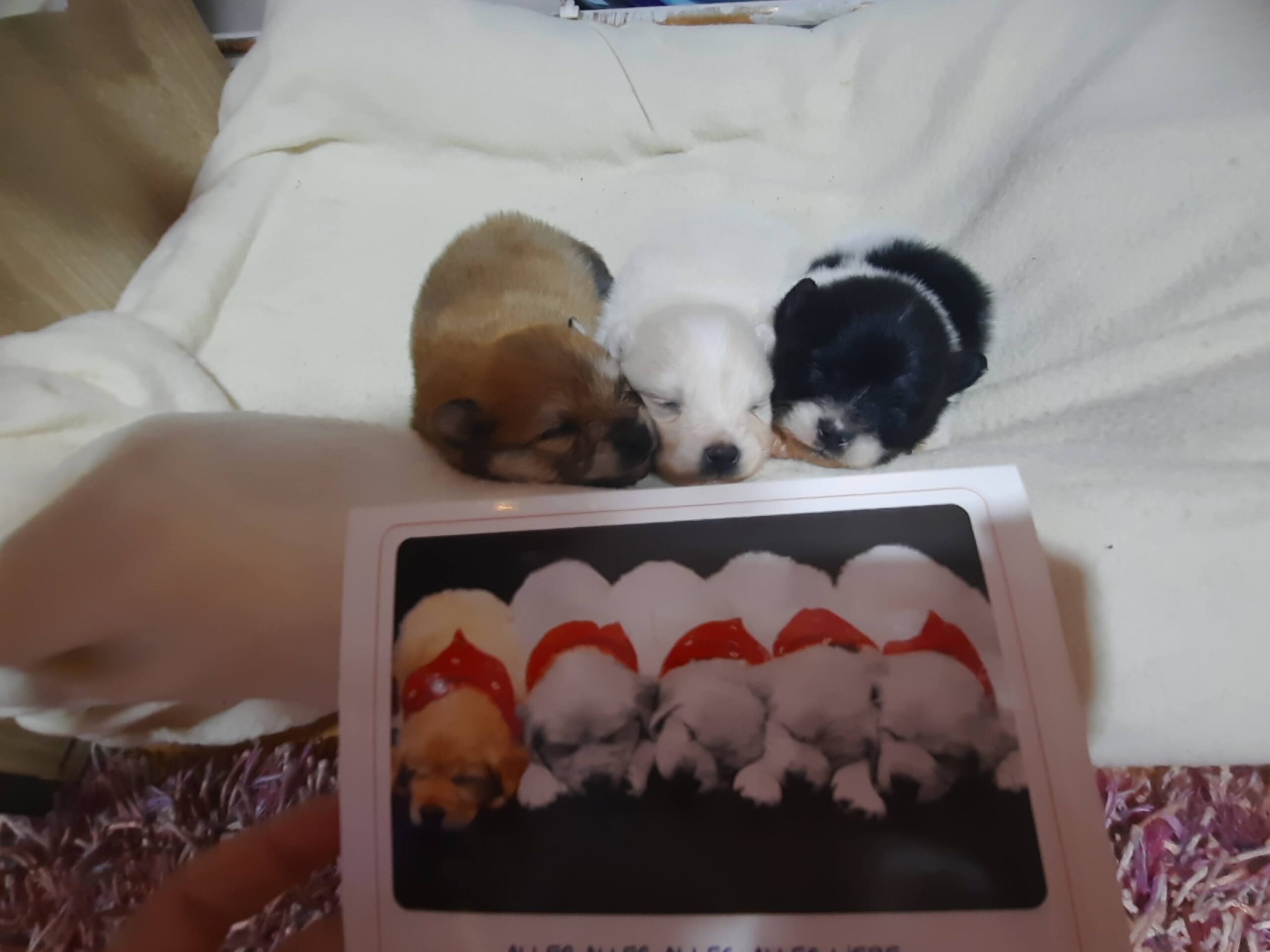 Pomeranac (Nemacki pomeranski patuljasti spic )