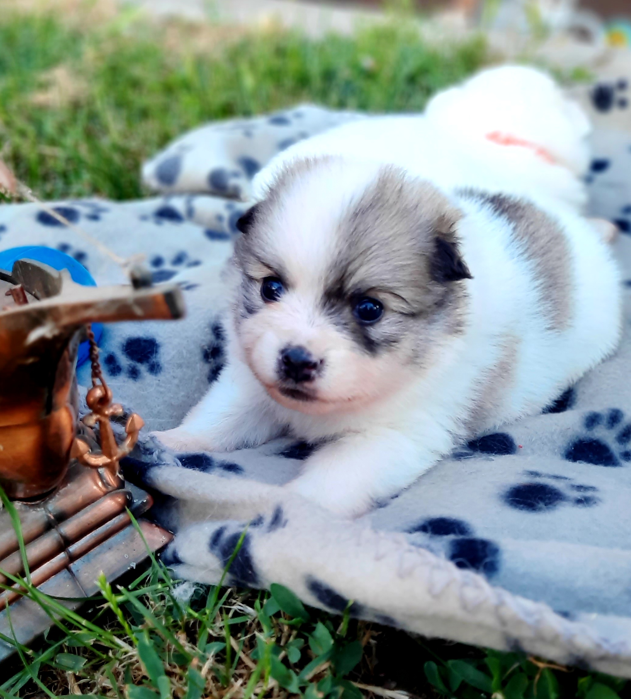 Pomeranac (Nemacki pomeranski patuljasti spic )