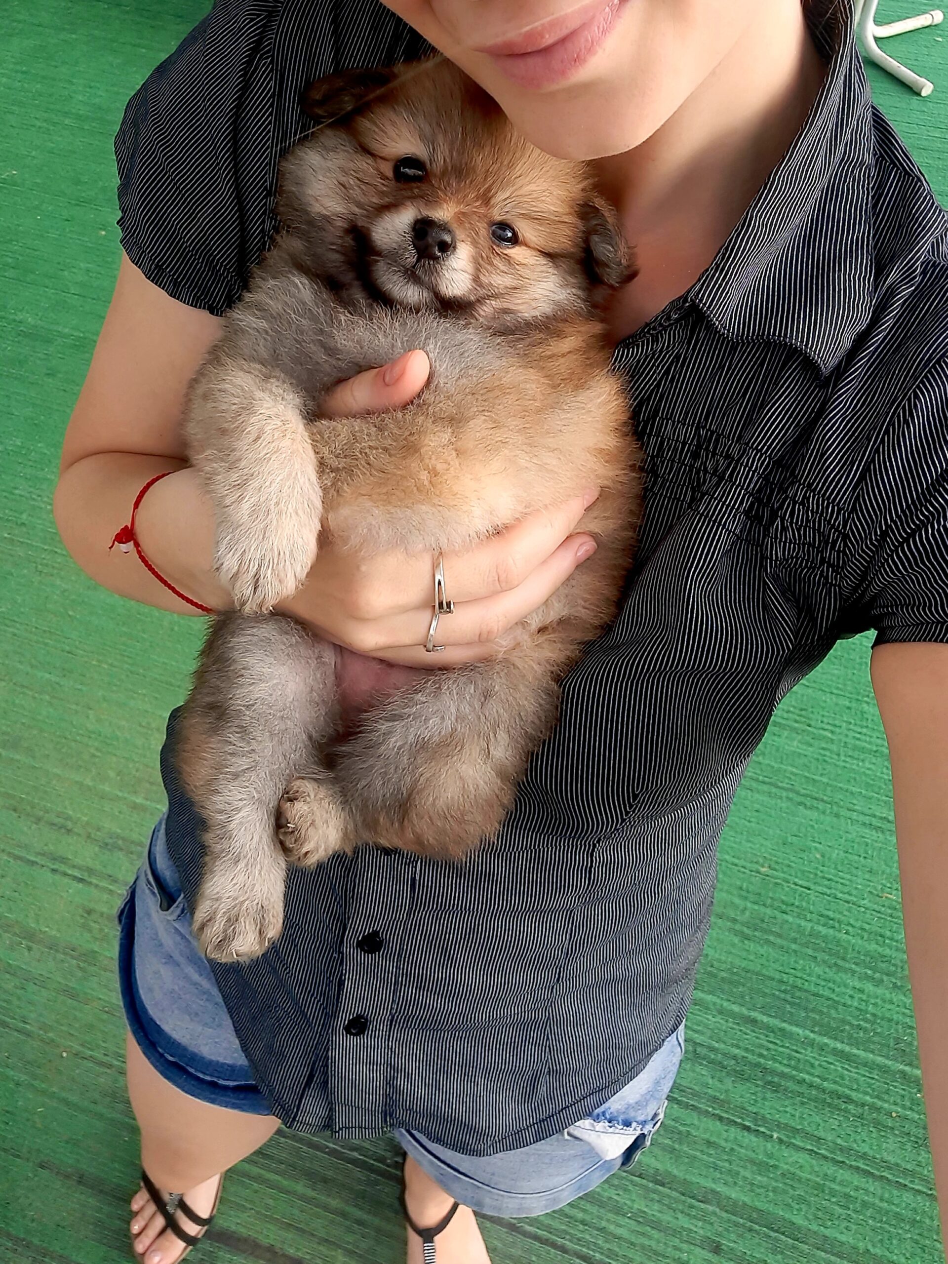 Pomeranac (Nemacki pomeranski patuljasti spic )