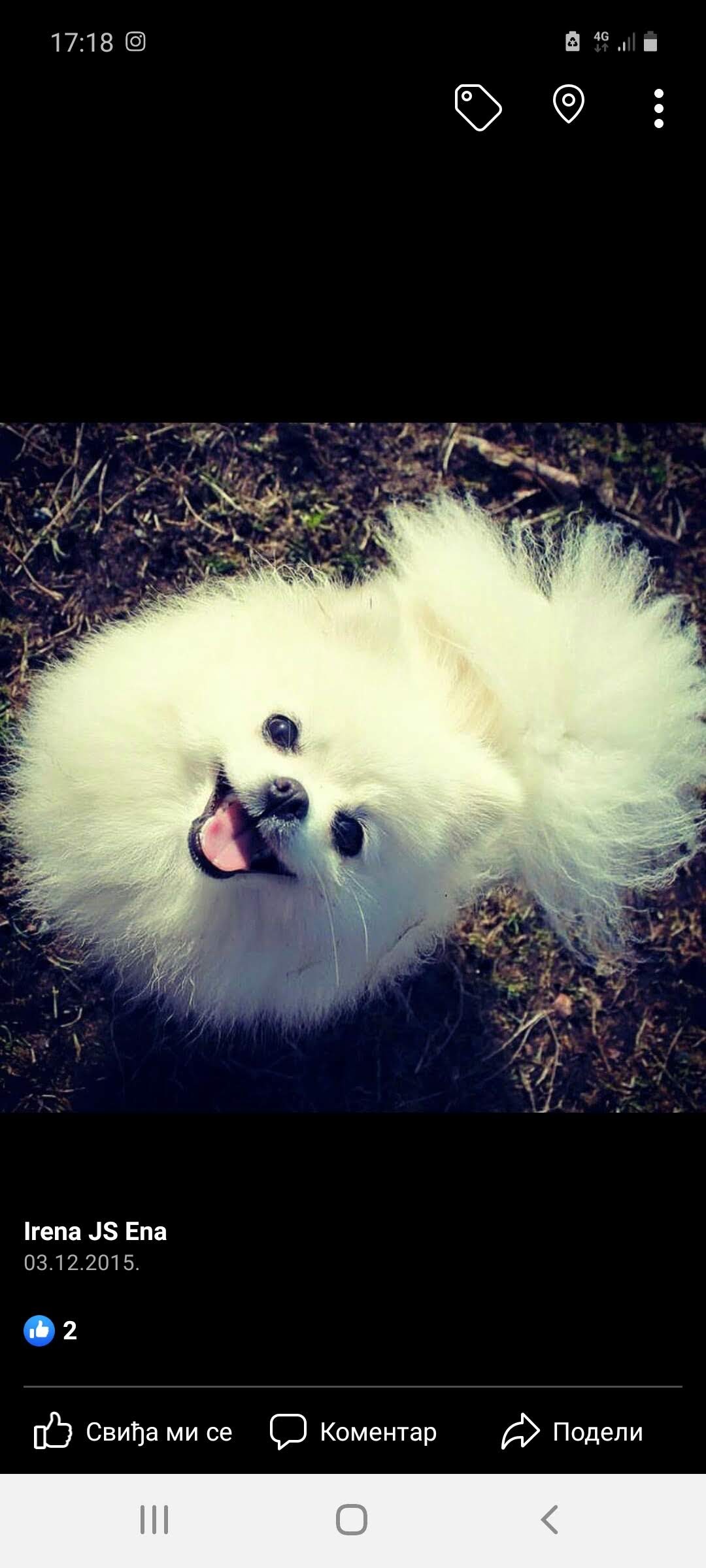 Pomeranac (Nemacki pomeranski patuljasti spic )