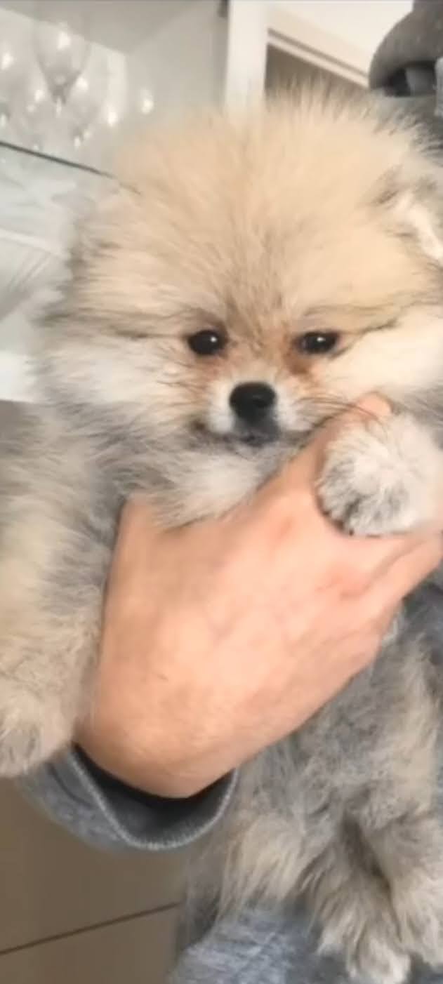 Pomeranac (Nemacki pomeranski patuljasti spic )