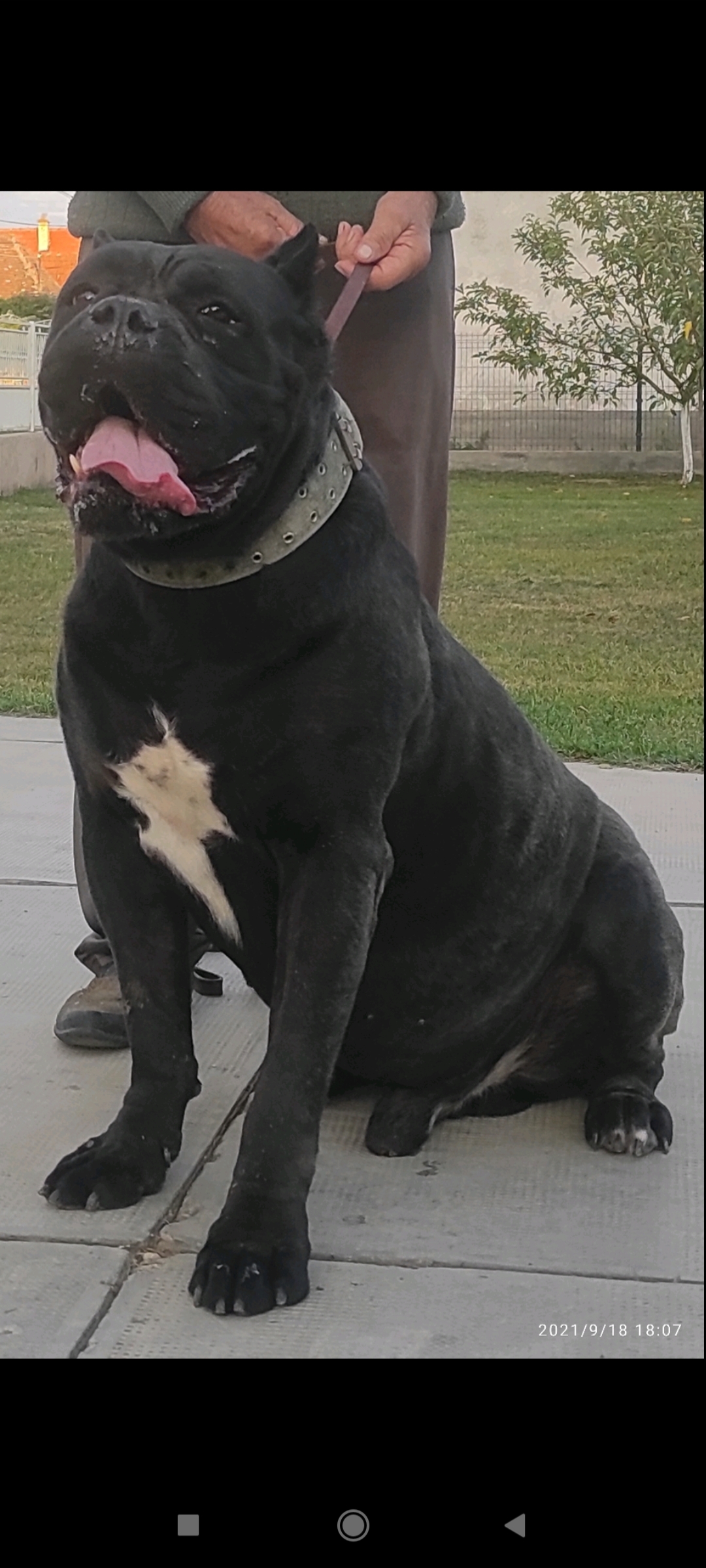 Cane Corso
