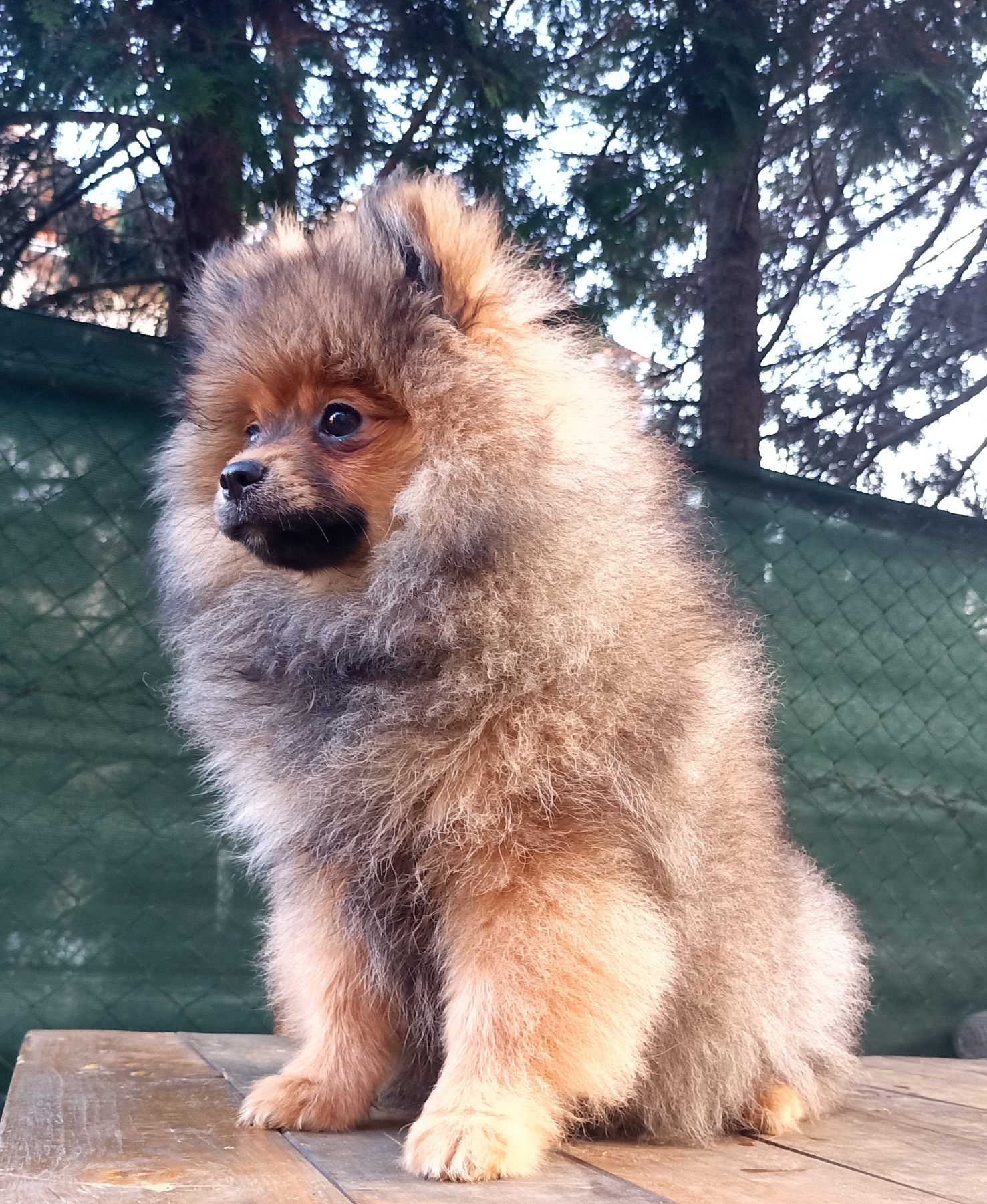 Prelepi čistokrvni patuljasti pomeranci.