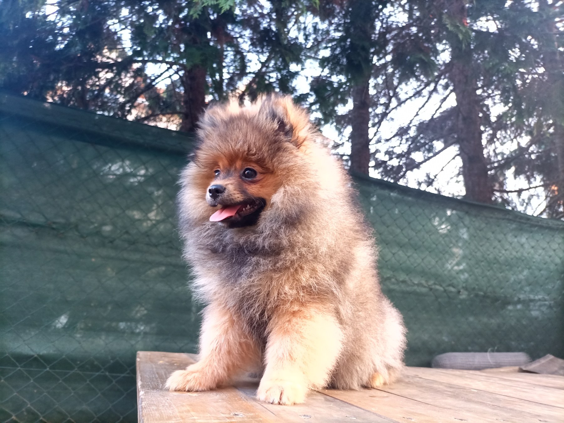 Prelepi čistokrvni patuljasti pomeranci.