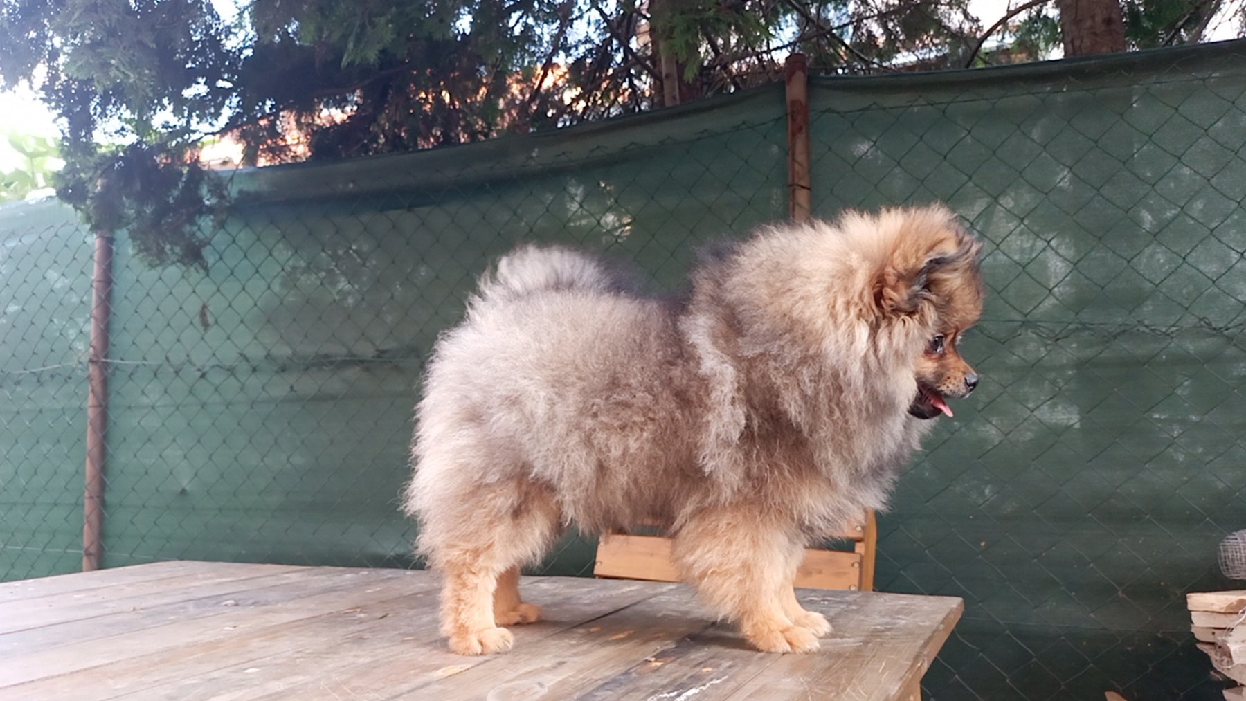 Prelepi čistokrvni patuljasti pomeranci.