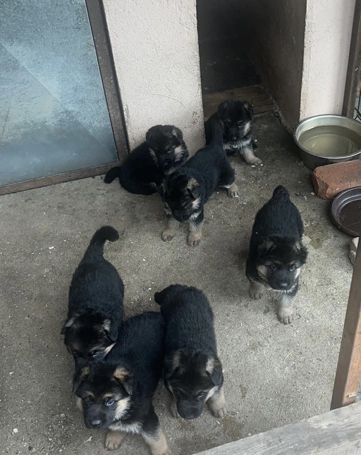 Nemacki ovcari-stenci