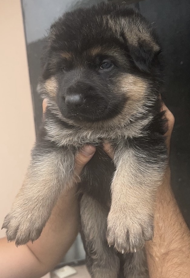 Nemacki ovcari-stenci