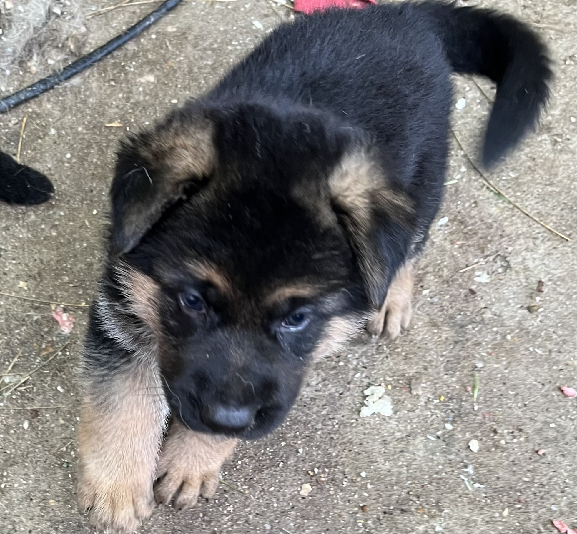 Nemacki ovcari-stenci