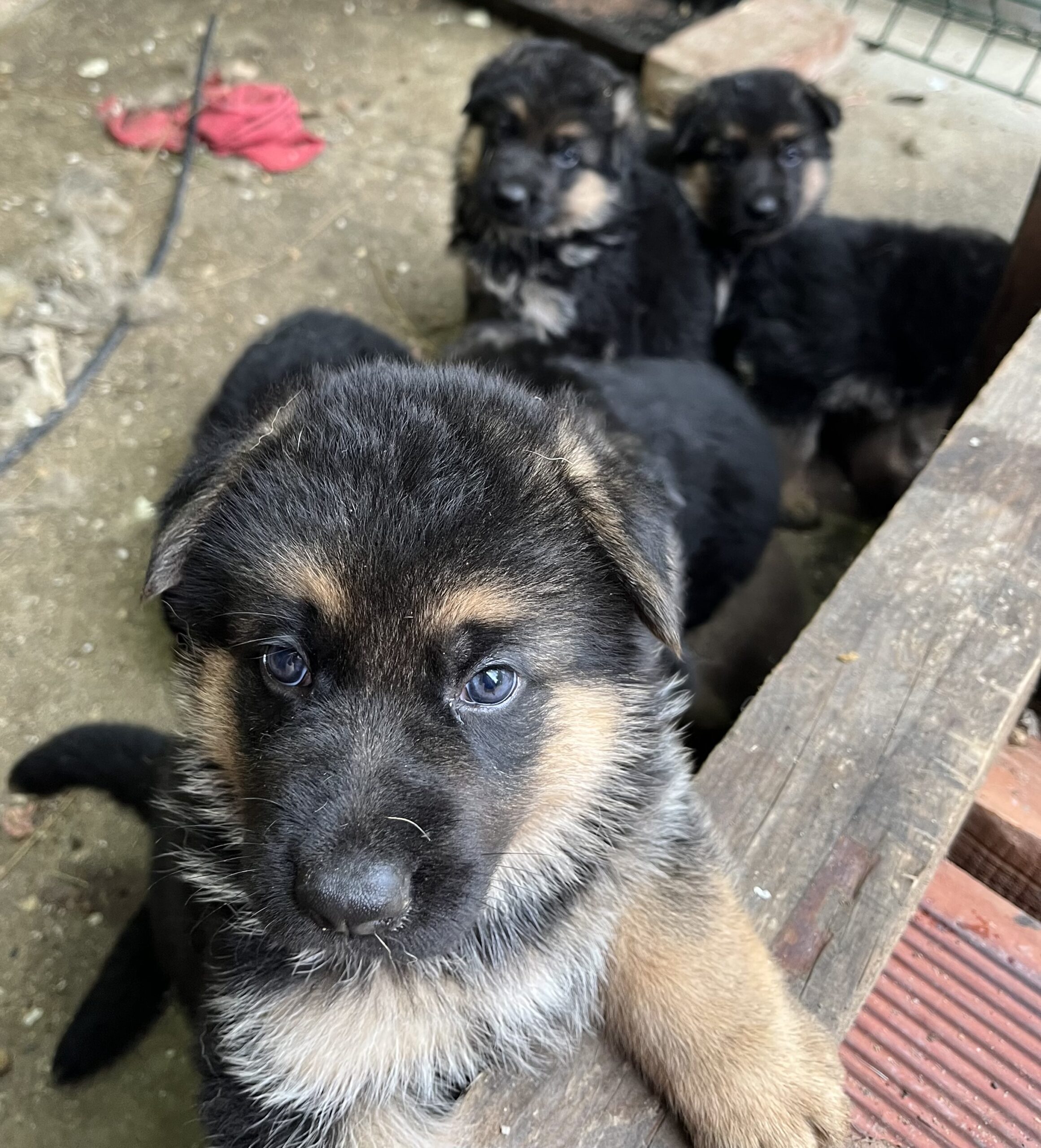 Nemacki ovcari-stenci