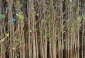 Sadnice šljive, dunje, kajsije za jesen 2023