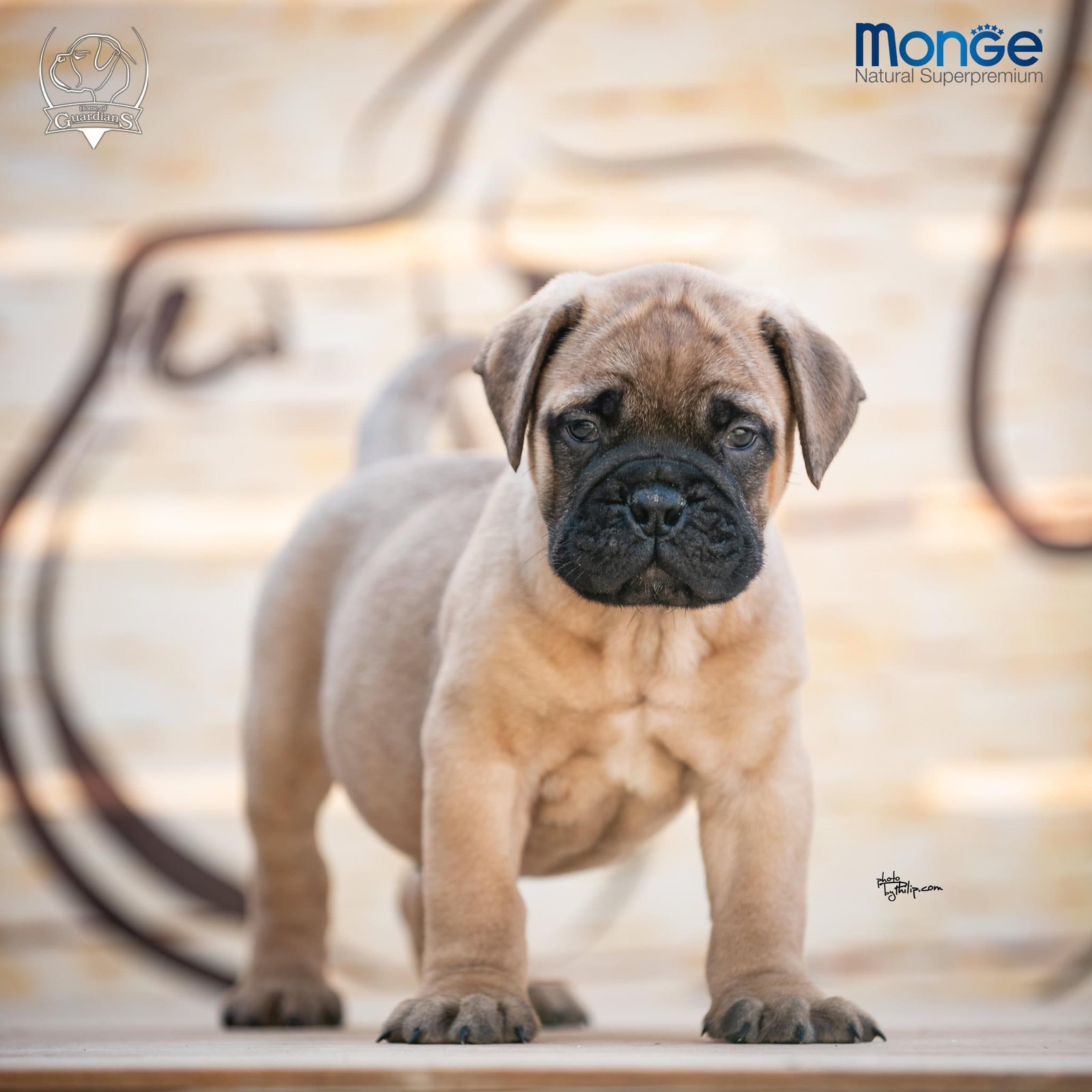 Home of Guardians – bullmastiff kennel