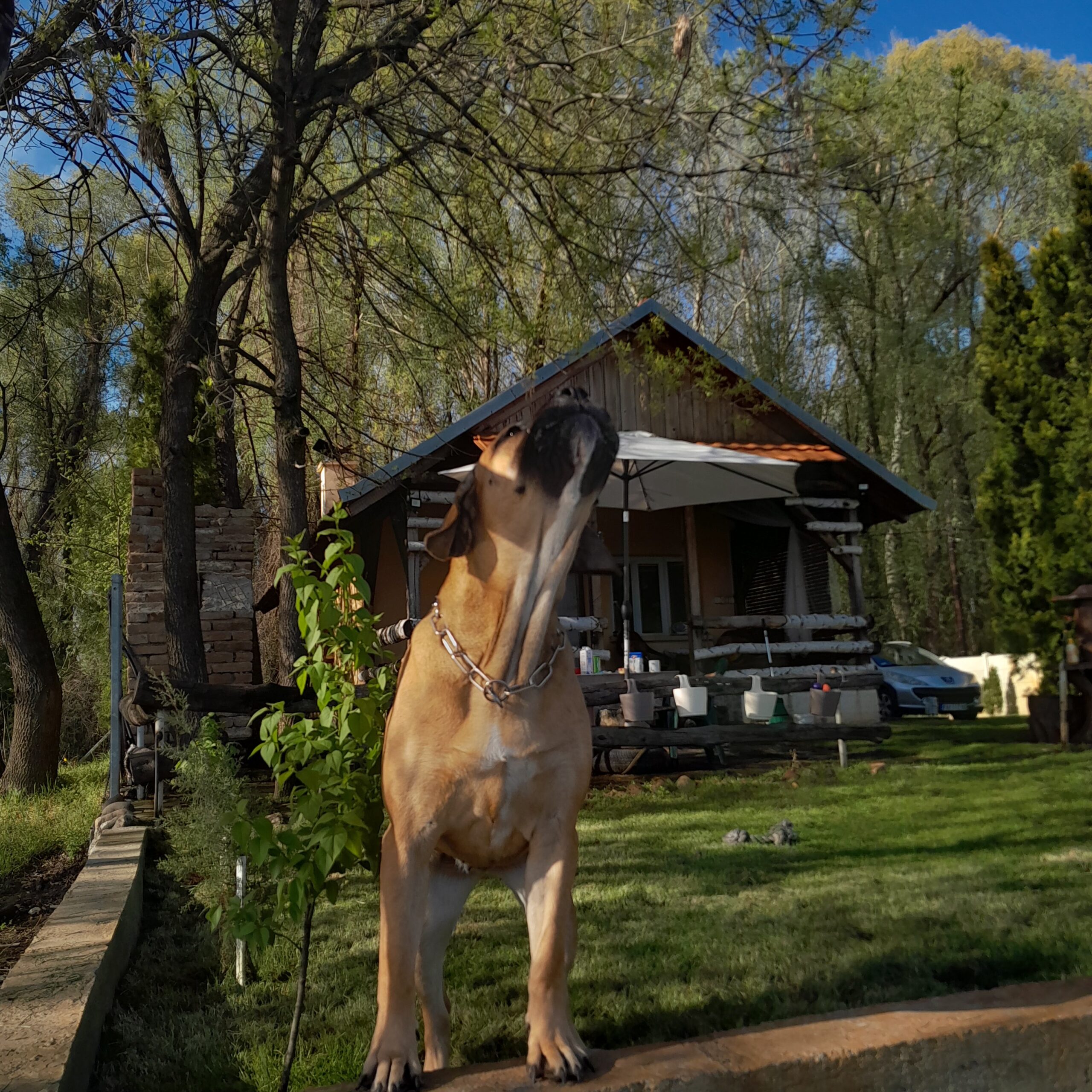 Vikendica na obali Dunavca