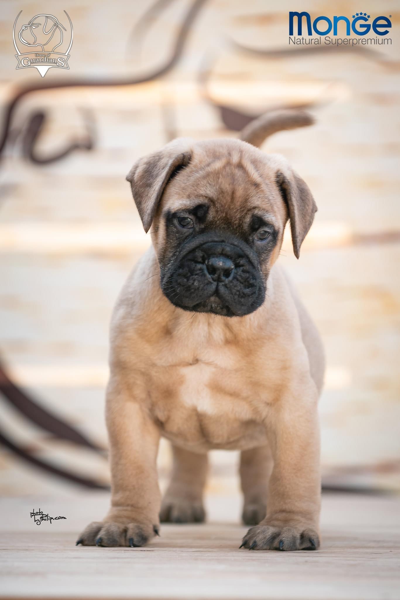 Home of Guardians – bullmastiff kennel