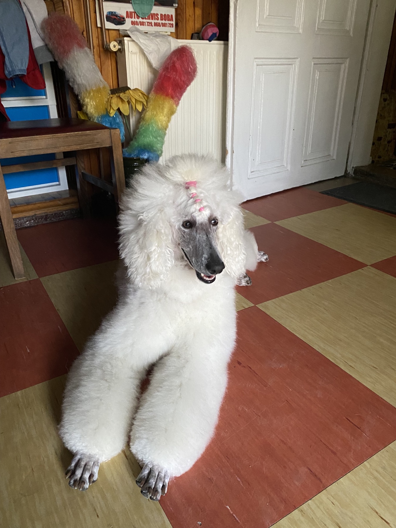 Na prodaju stenci kraljevske (standard) pudle