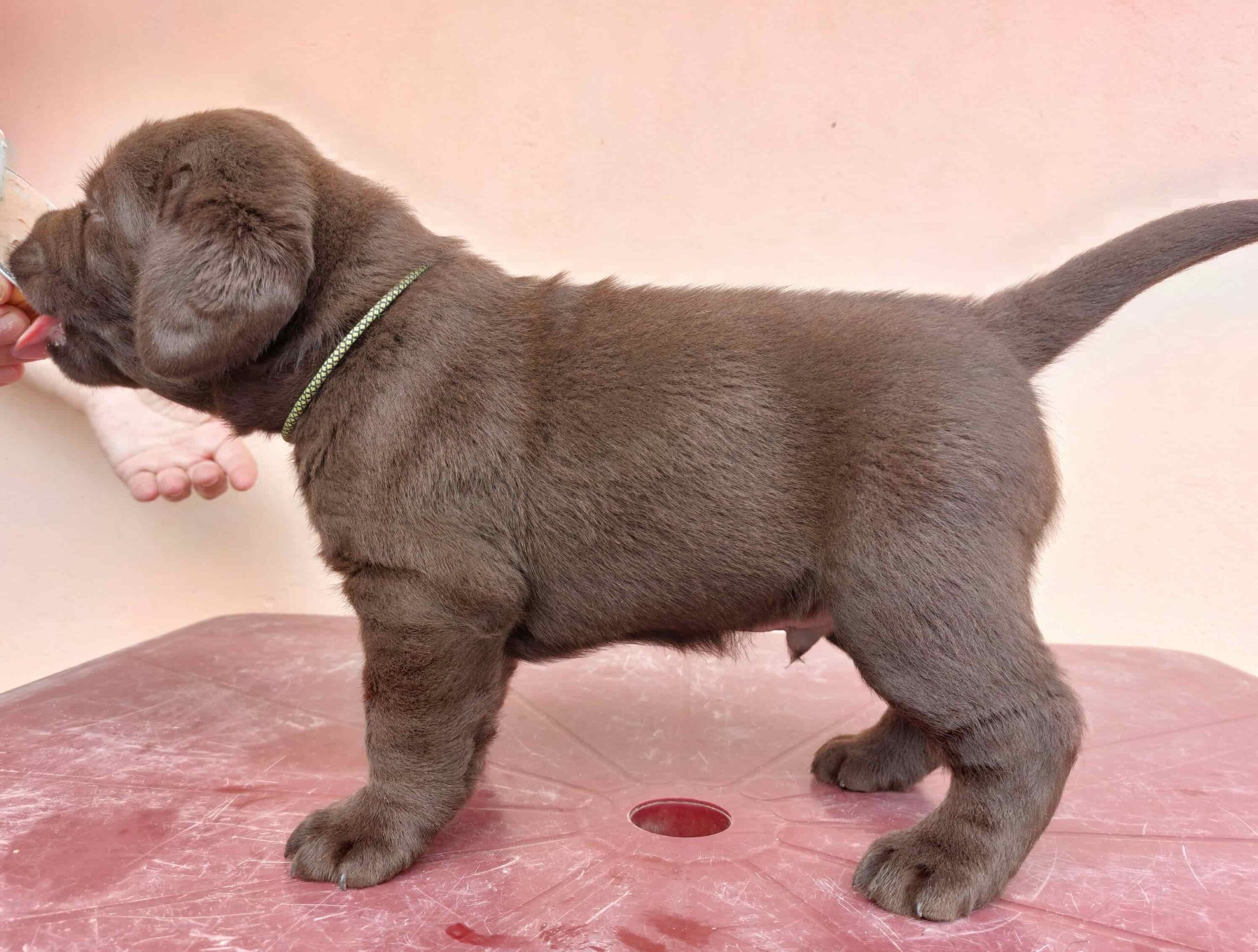 Na prodaju čokoladni štenci labrador retrivera