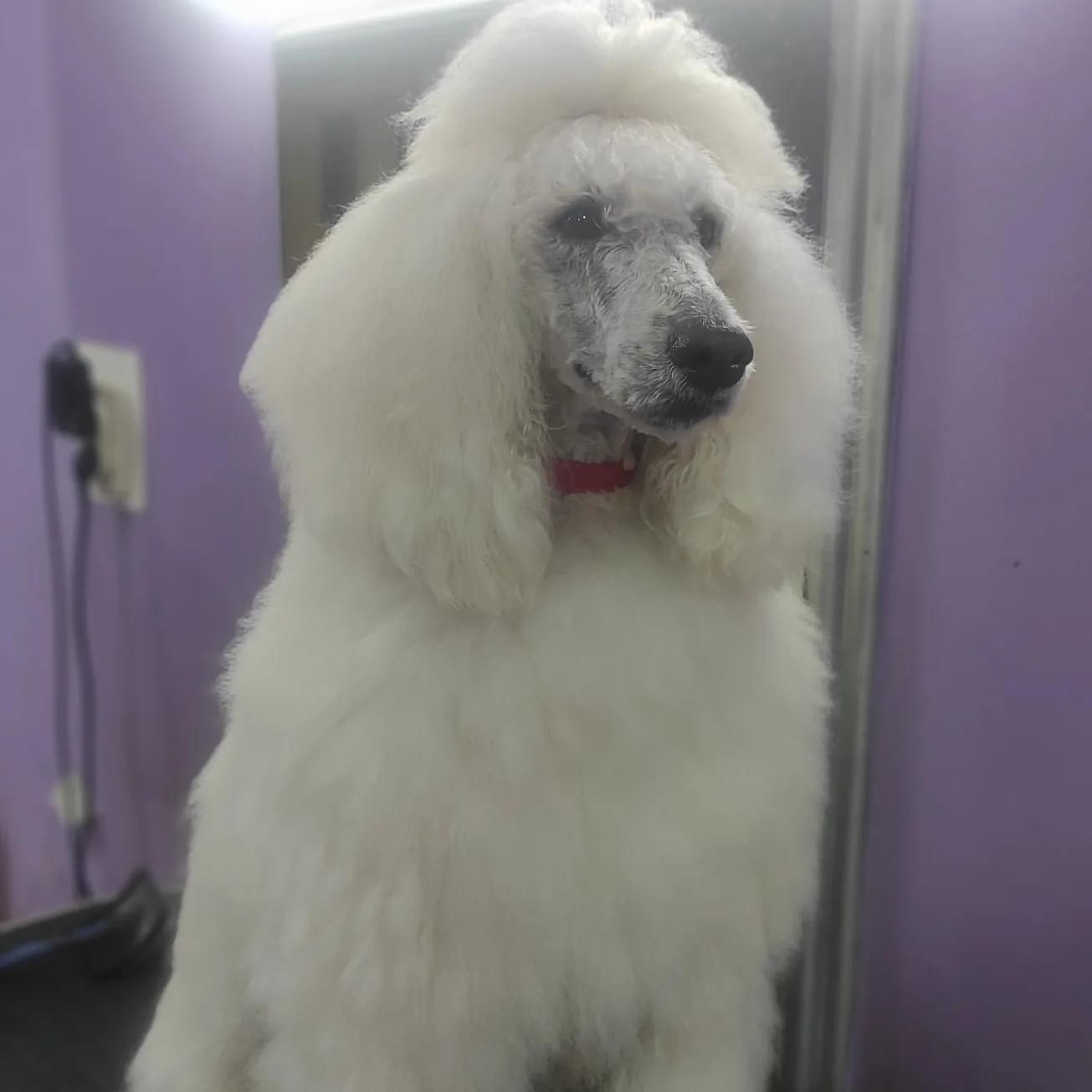 Na prodaju stenci kraljevske (standard) pudle