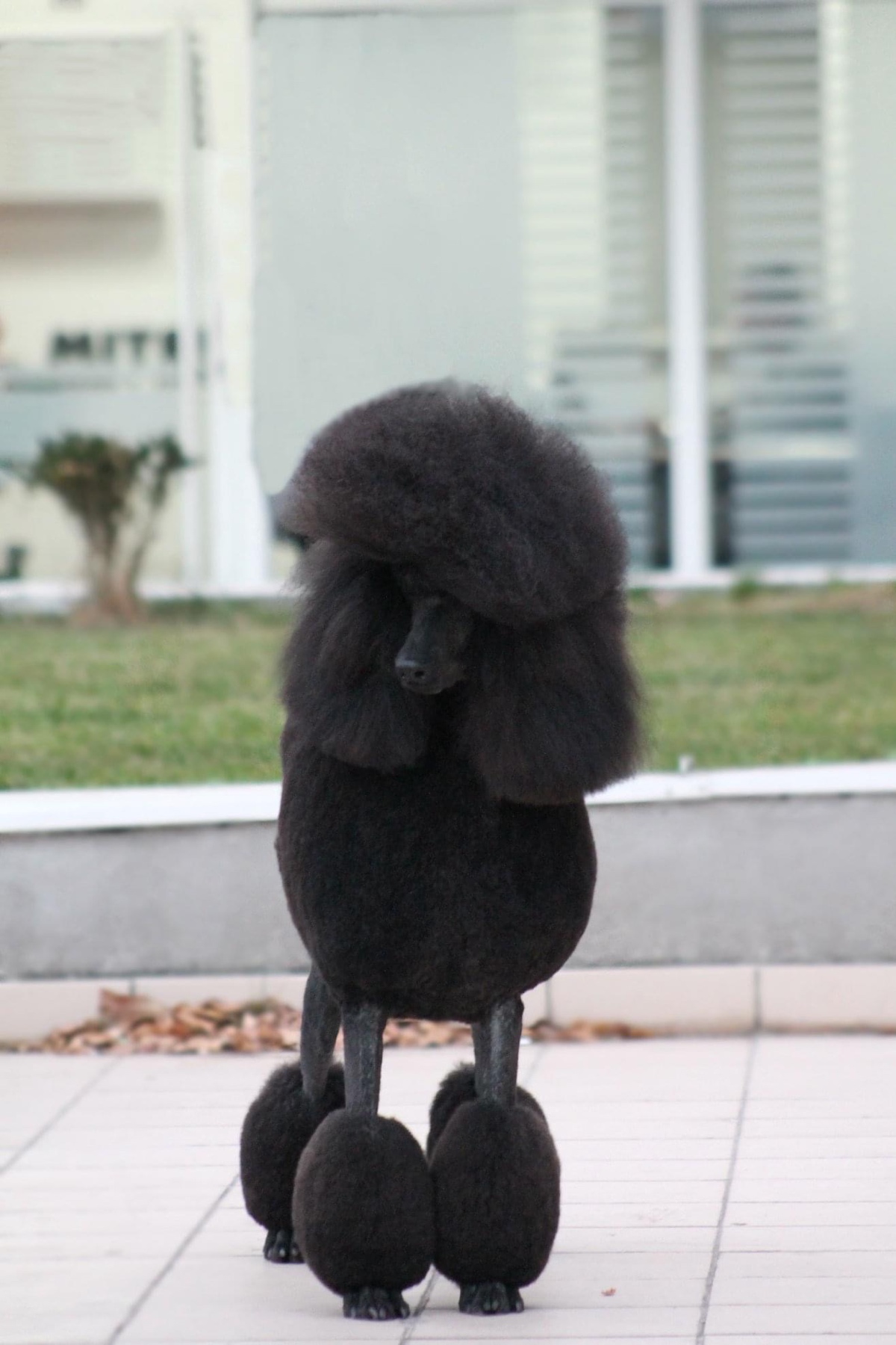 Na prodaju stenci kraljevske (standard) pudle