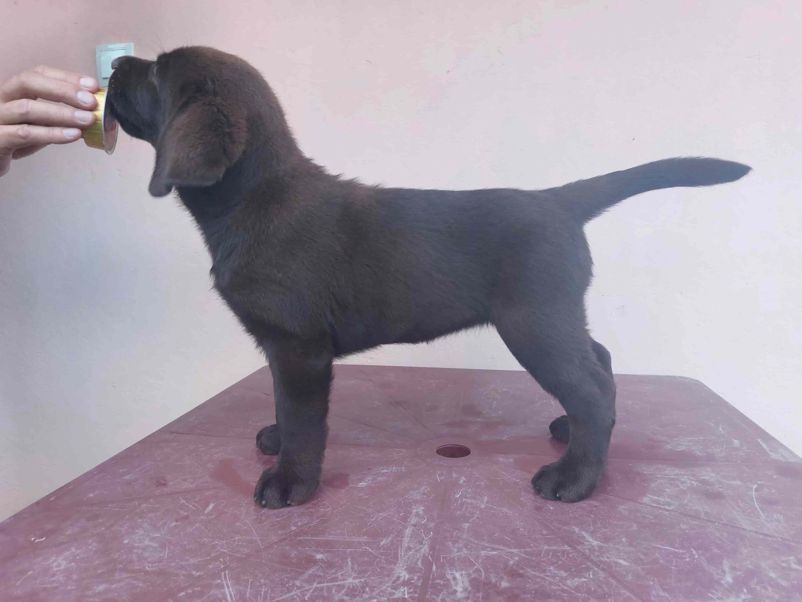 Na prodaju ženka čokoladnog labrador retrivera