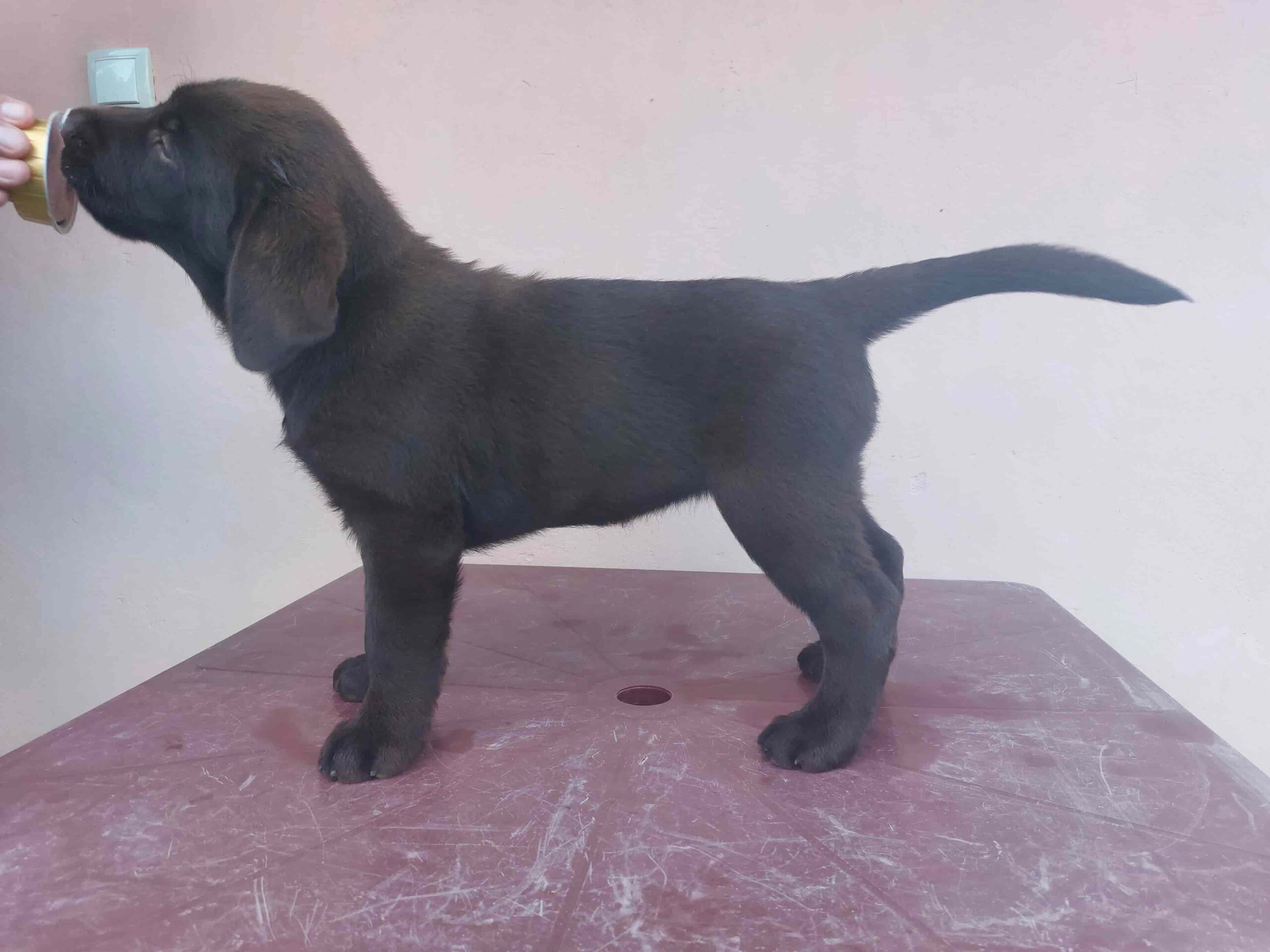 Na prodaju ženka čokoladnog labrador retrivera