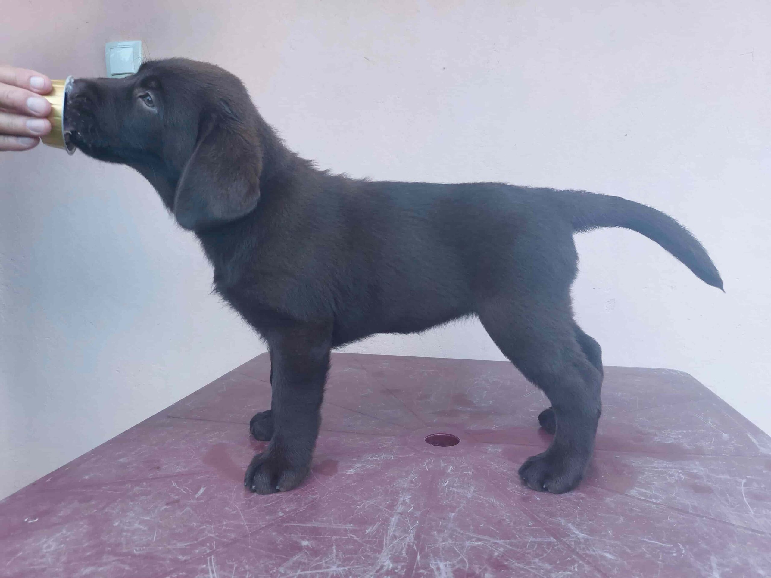Na prodaju ženka čokoladnog labrador retrivera