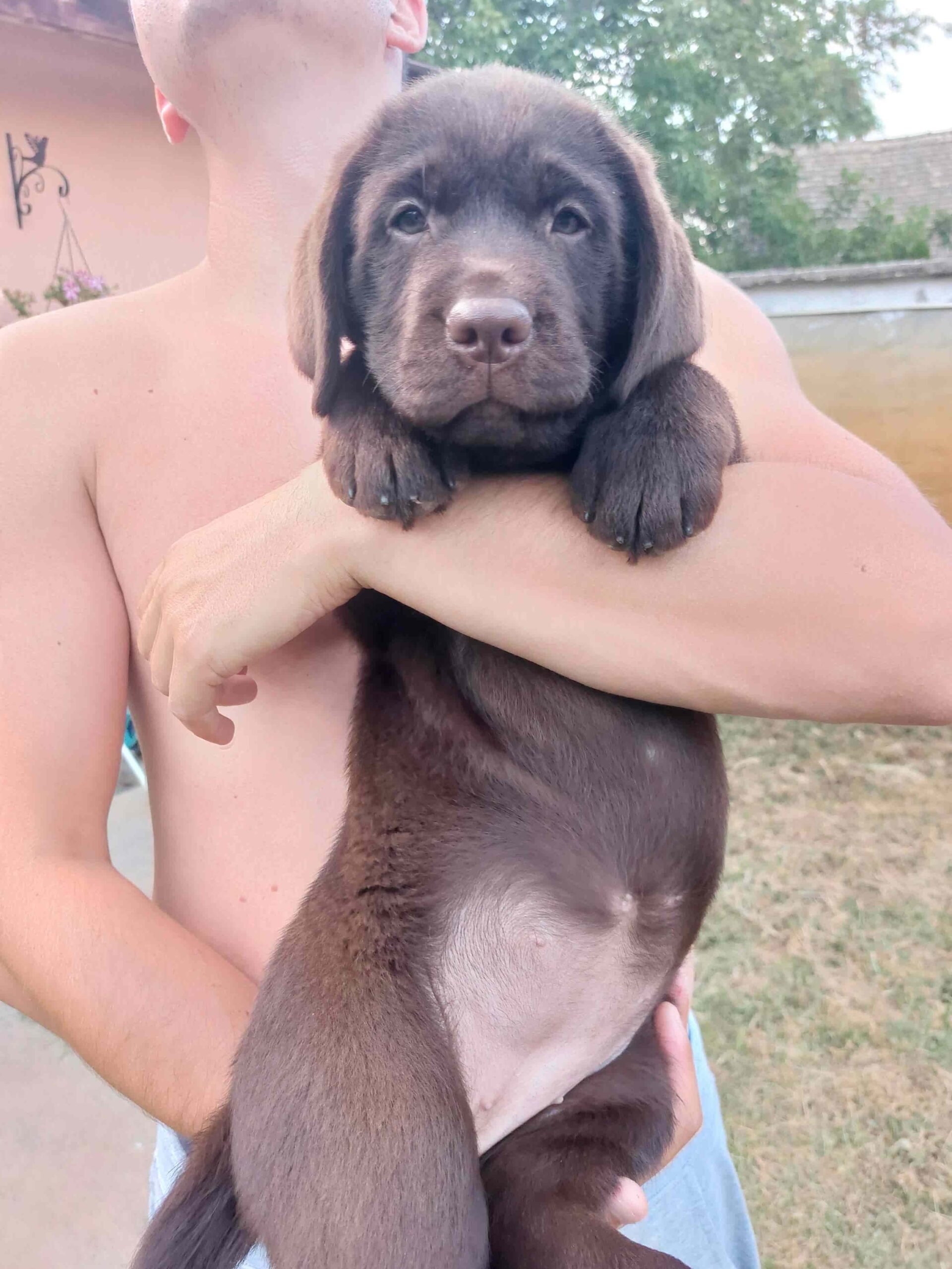 Na prodaju ženka čokoladnog labrador retrivera