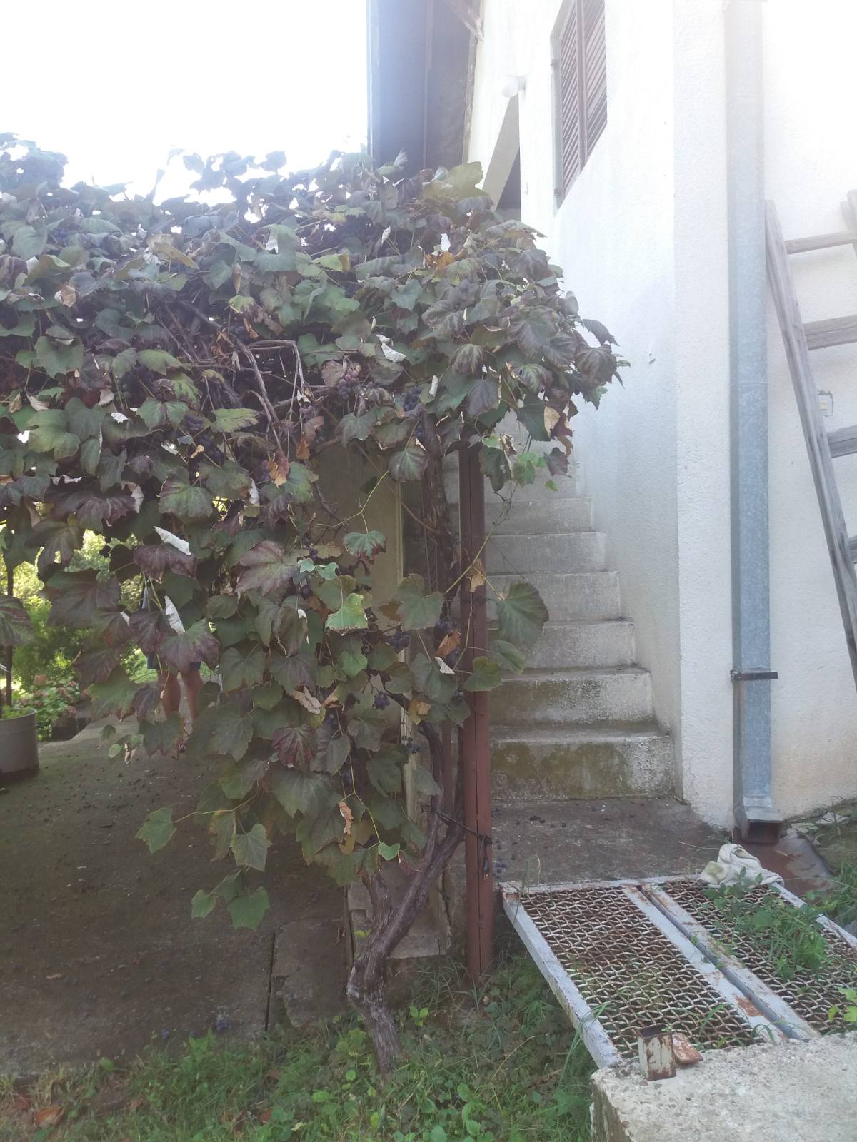 Prodajem plac sa kućom