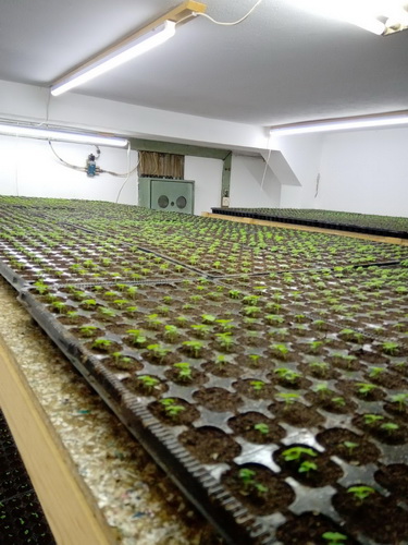 Prodajem sadnice Paulovnije Shan Tong