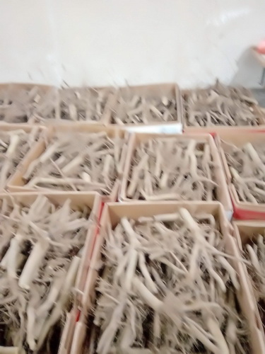 Prodajem sadnice Paulovnije Shan Tong