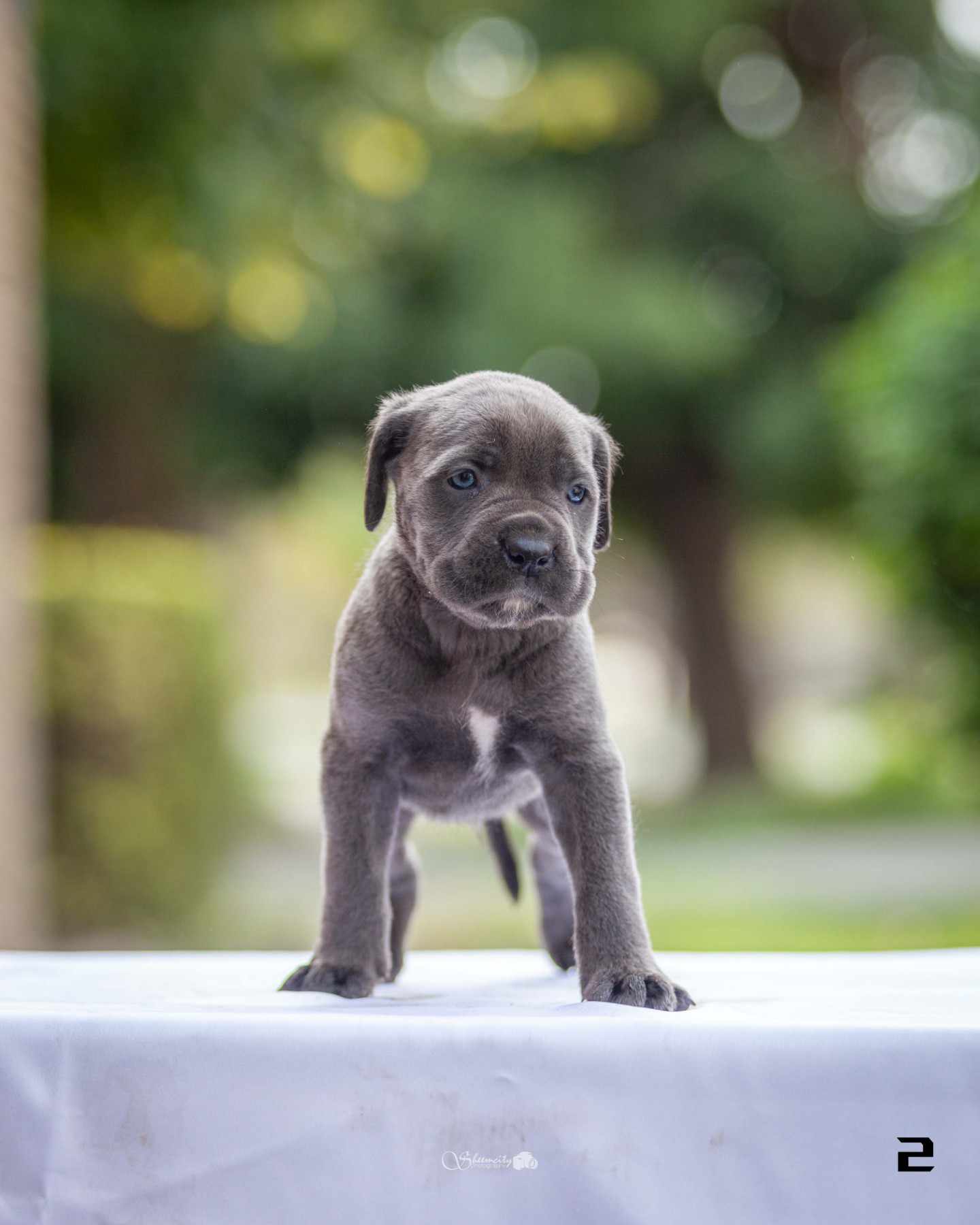 Na prodaju stenci Cane Corsa