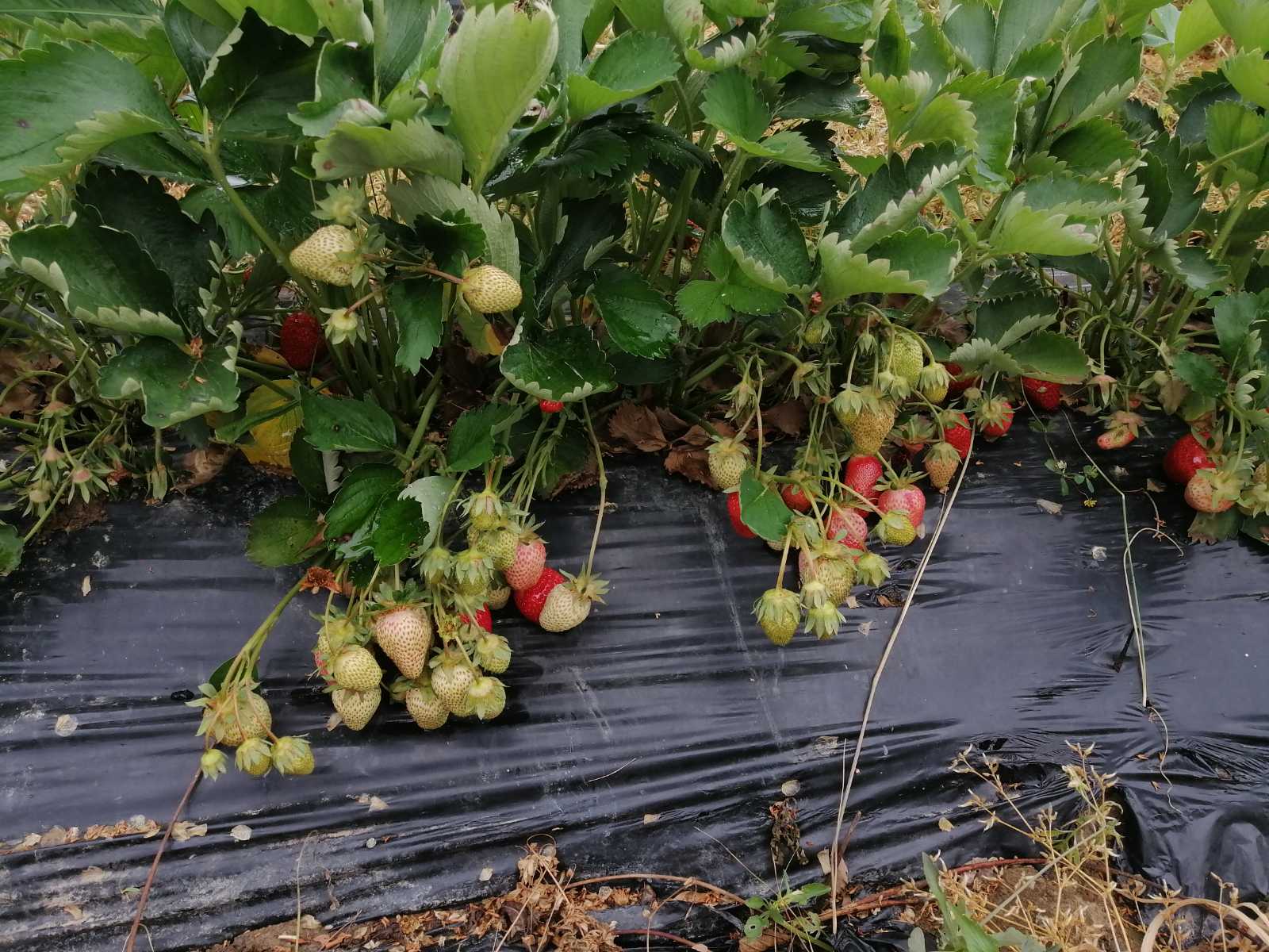 Sadnice jagoda za jesenju sadnju