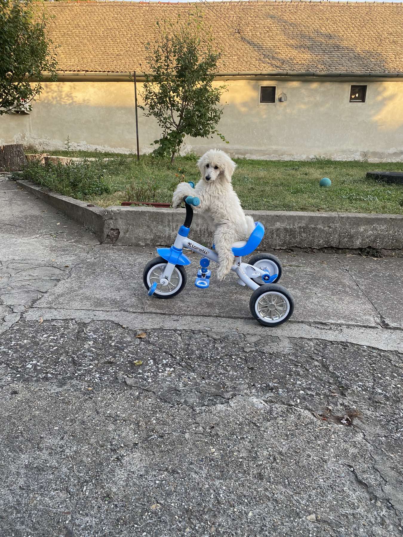 Na prodaju stenci kraljevske pudle