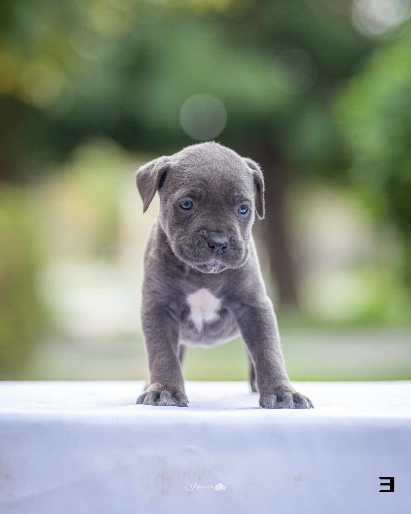 Na prodaju stenci Cane Corsa