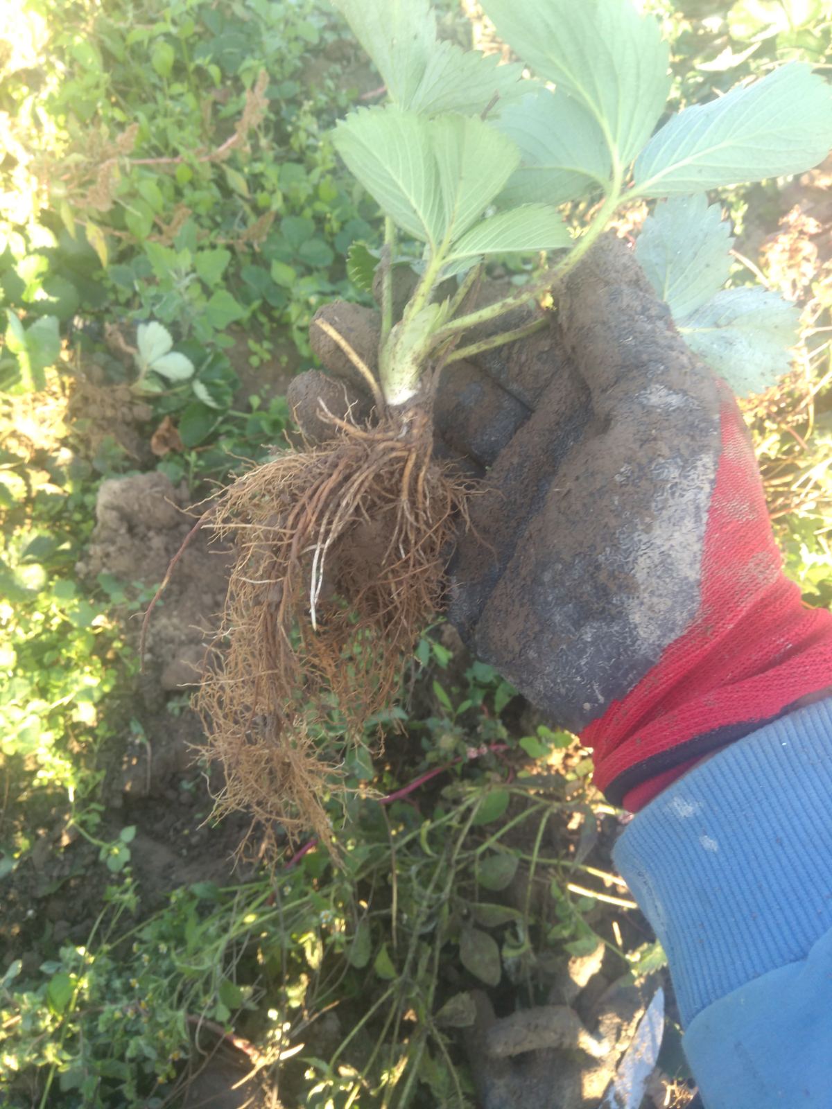 Sadnice jagoda za jesenju sadnju