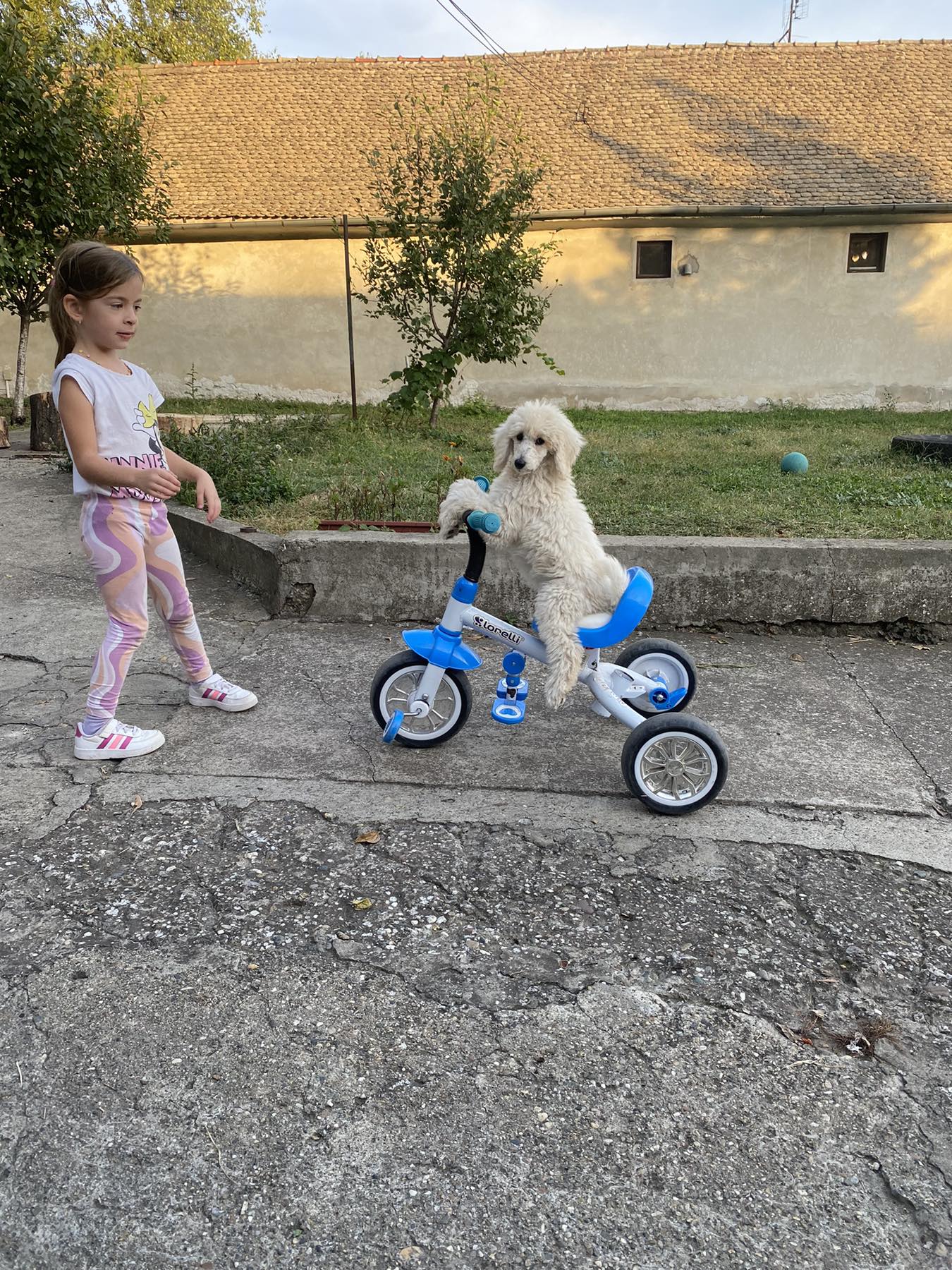 Na prodaju stenci kraljevske pudle