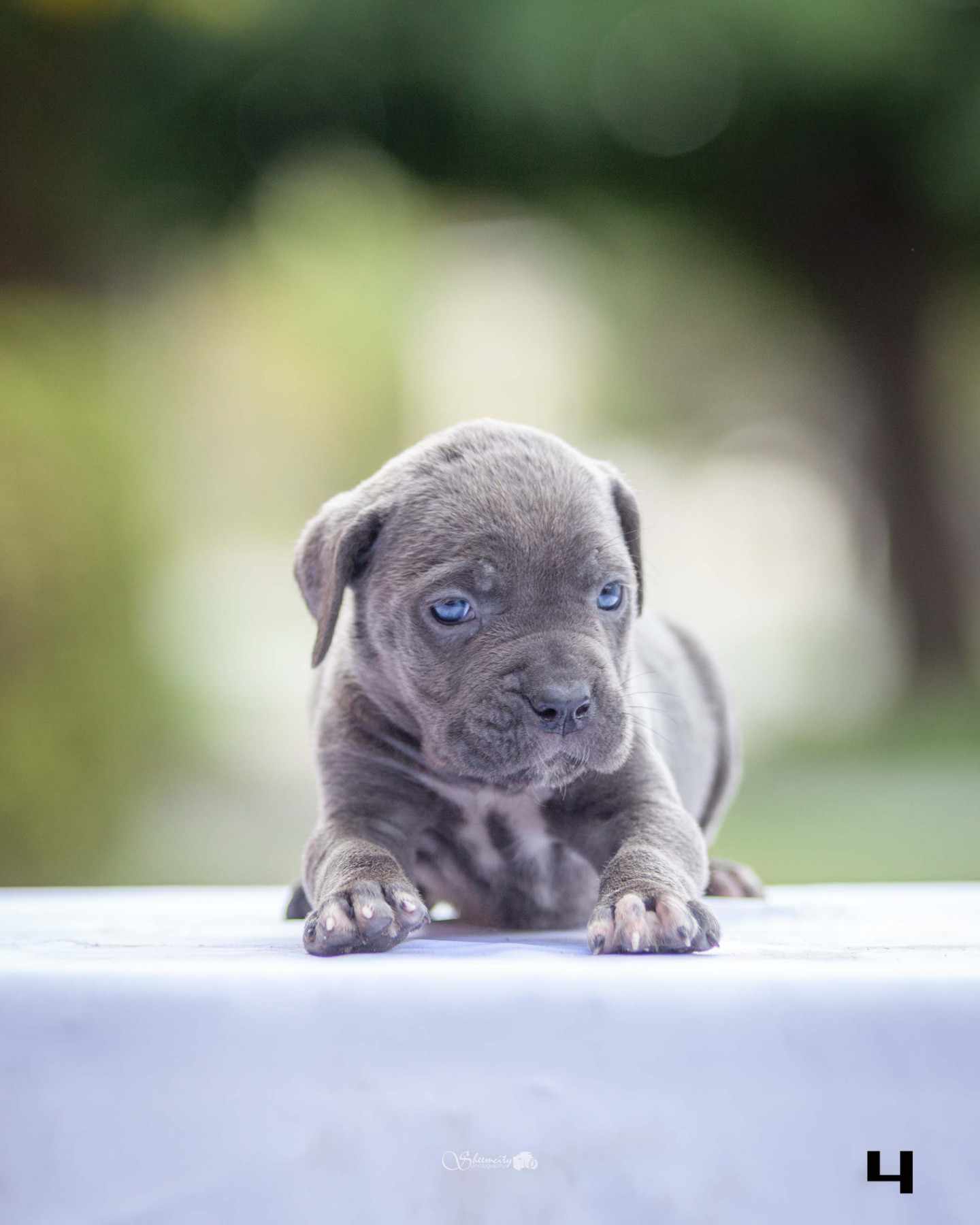 Na prodaju stenci Cane Corsa