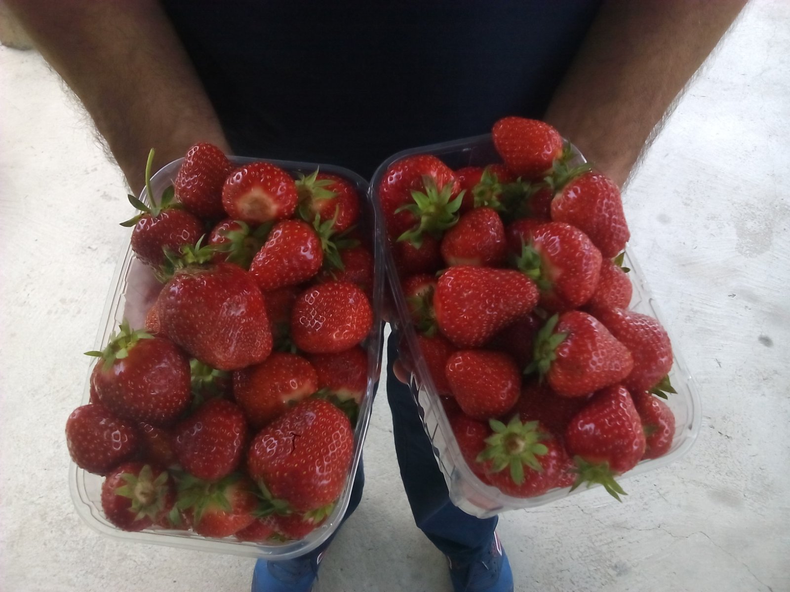 Sadnice jagoda za jesenju sadnju