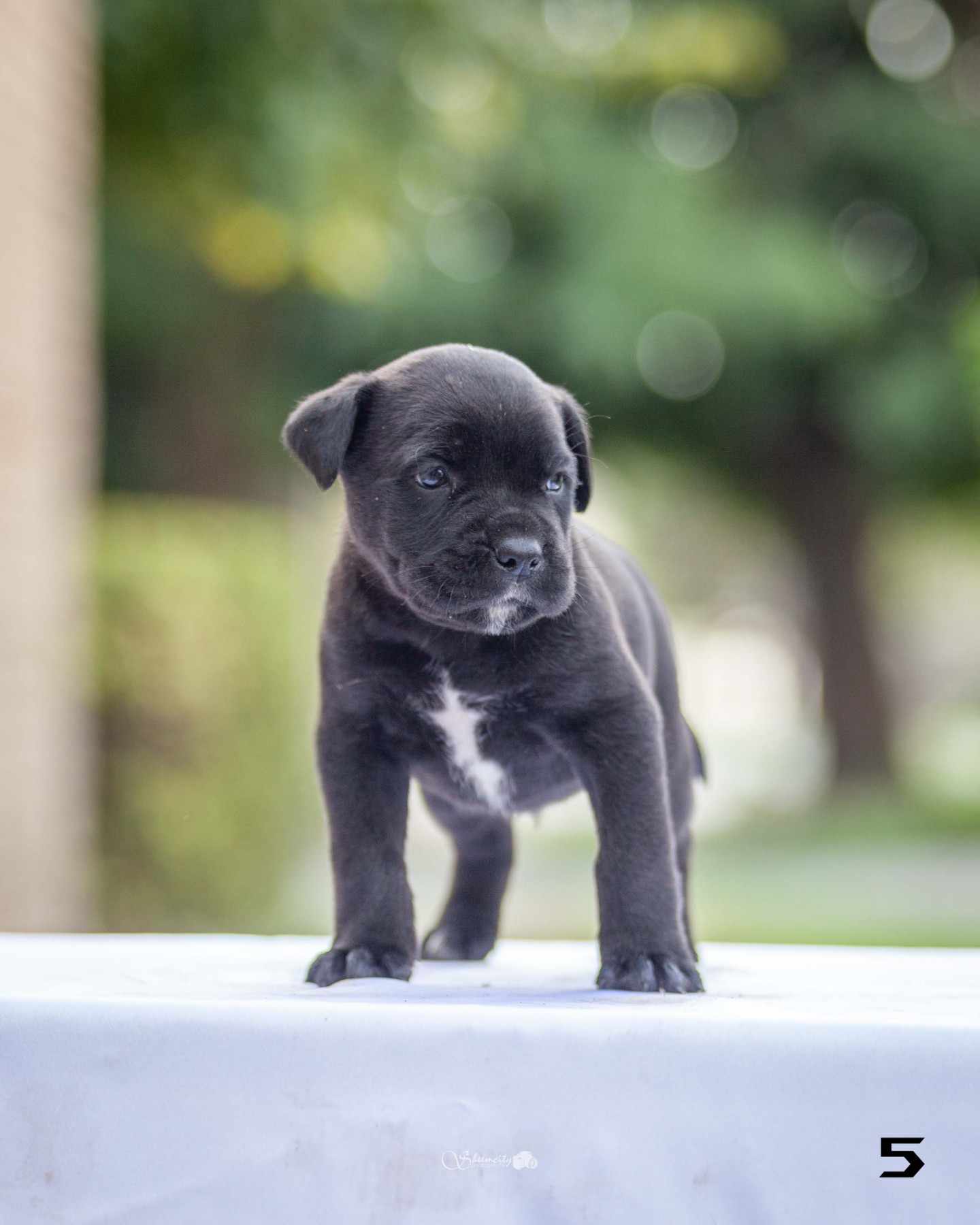 Na prodaju stenci Cane Corsa