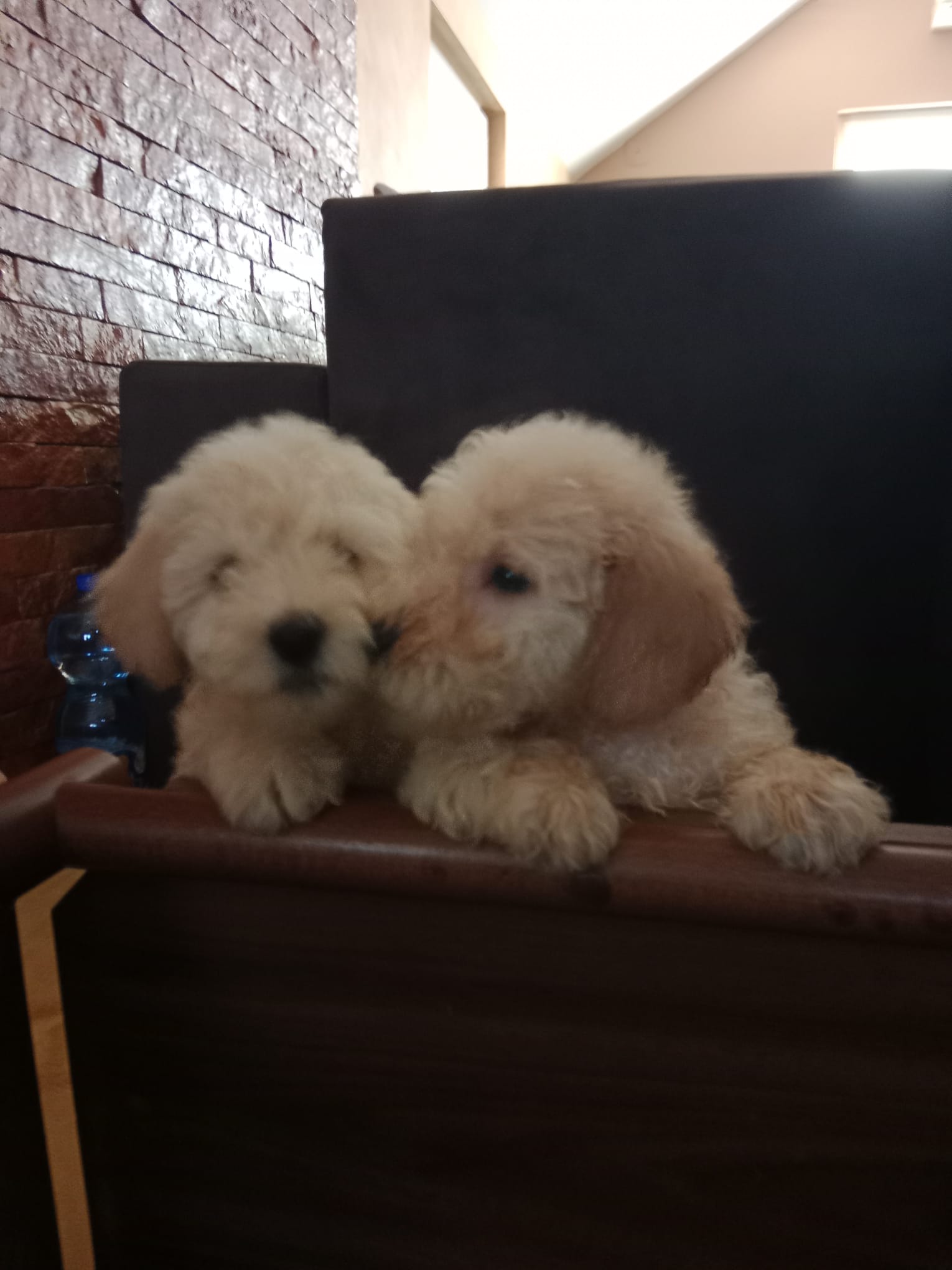 Pudle patuljaste 2 meseca stari