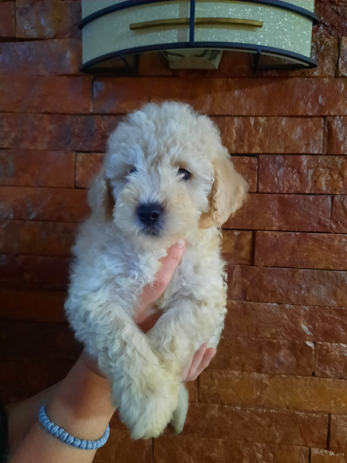 Pudle patuljaste 2 meseca stari