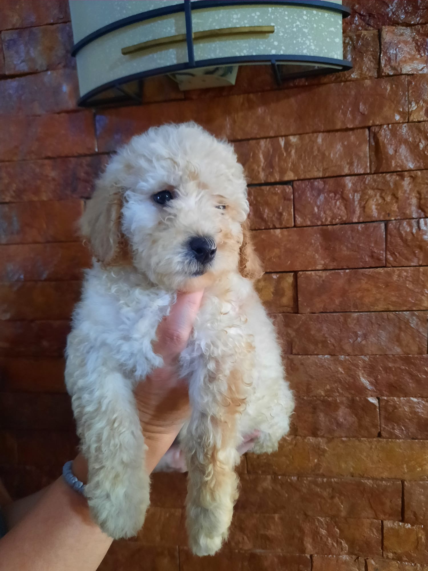 Pudle patuljaste 2 meseca stari