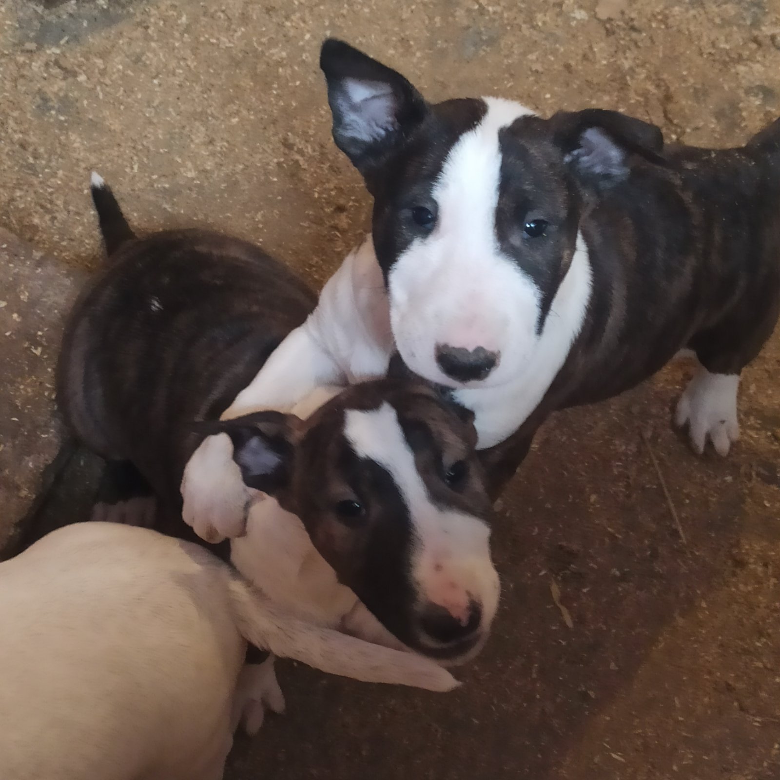 Bul terijer stenci na prodaju